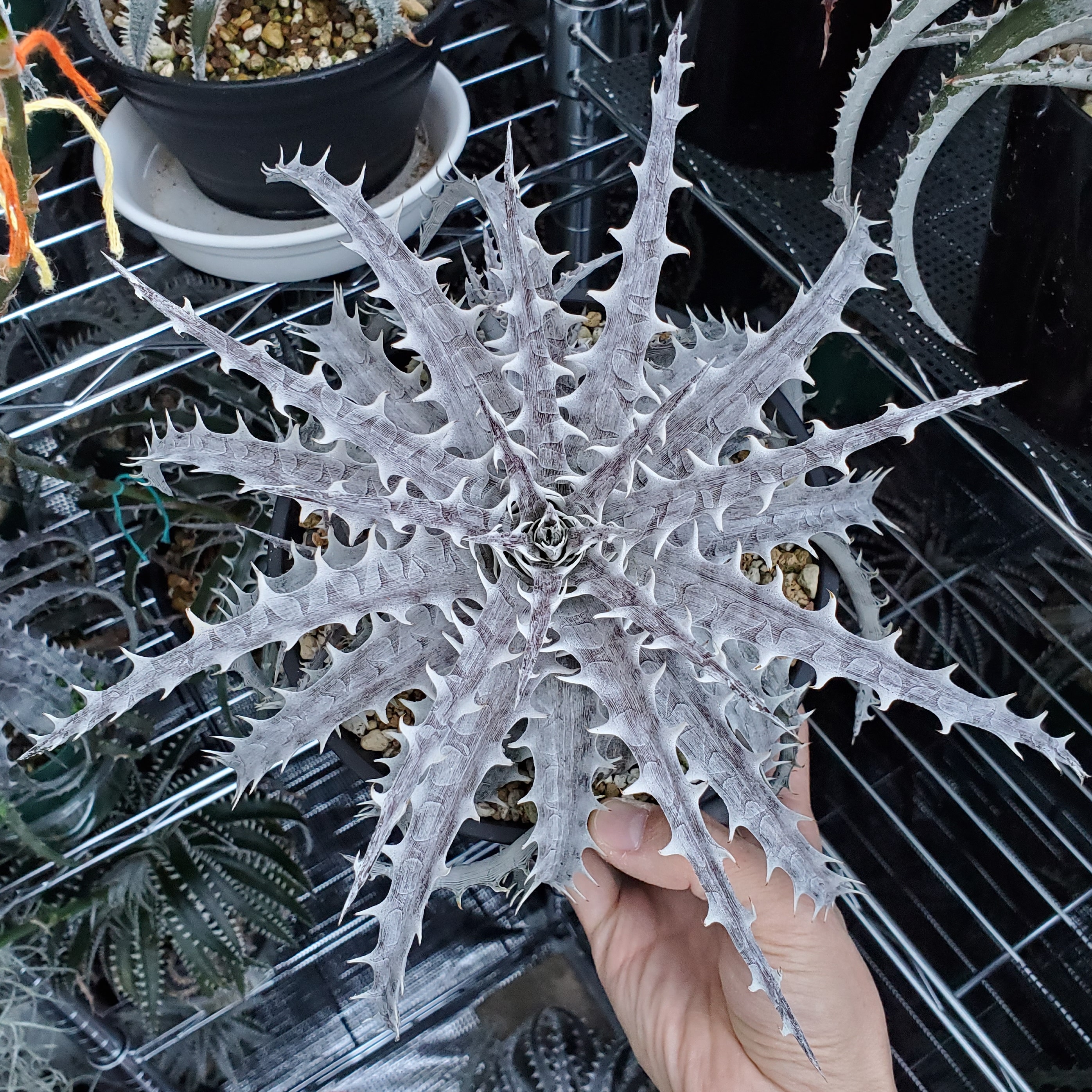 ディッキア・スローイングスター（Dyckia 'Throwing Star'） | Dyckia