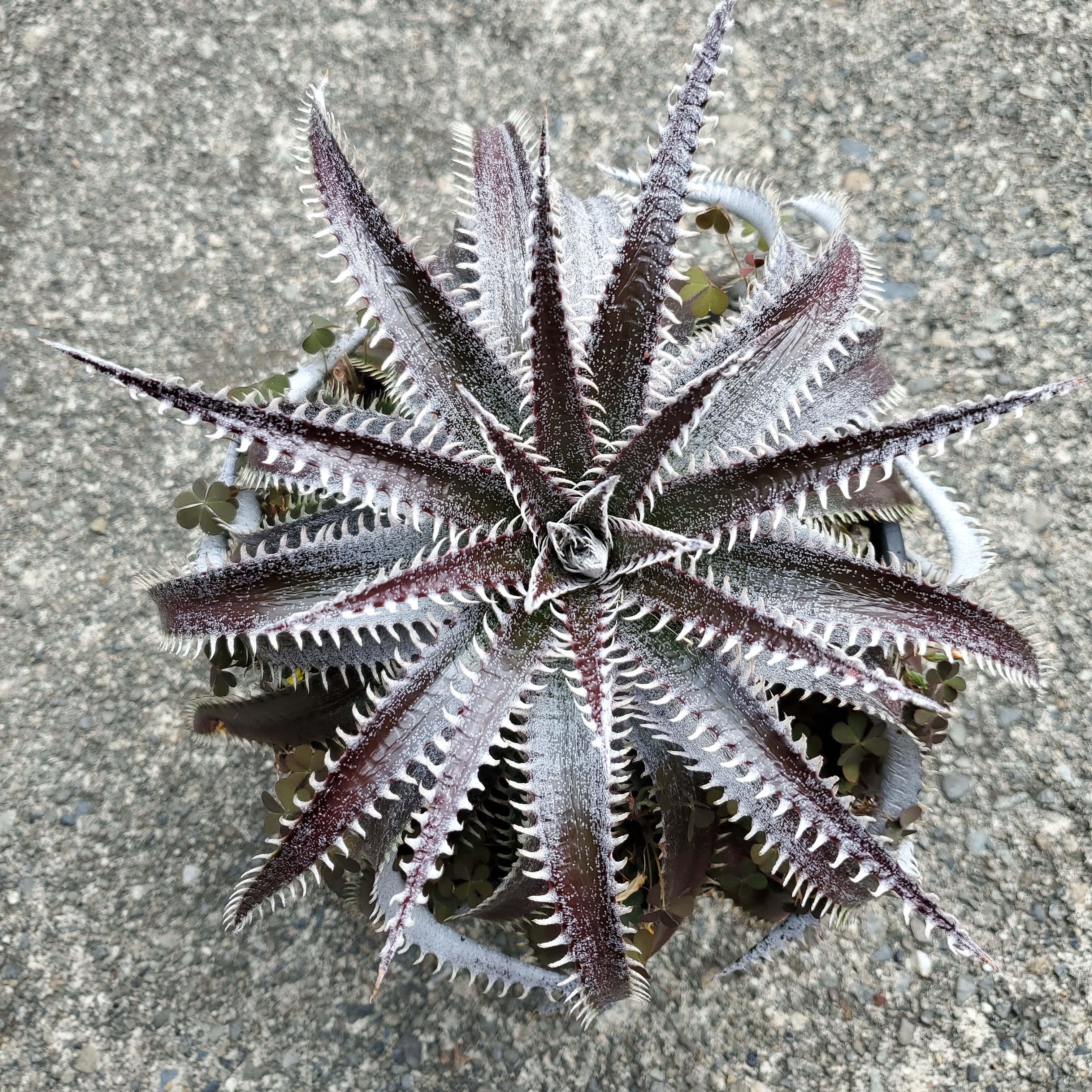 ディッキア・ビルベイカー（Dyckia 'Bill Baker'） | Dyckia Maniax