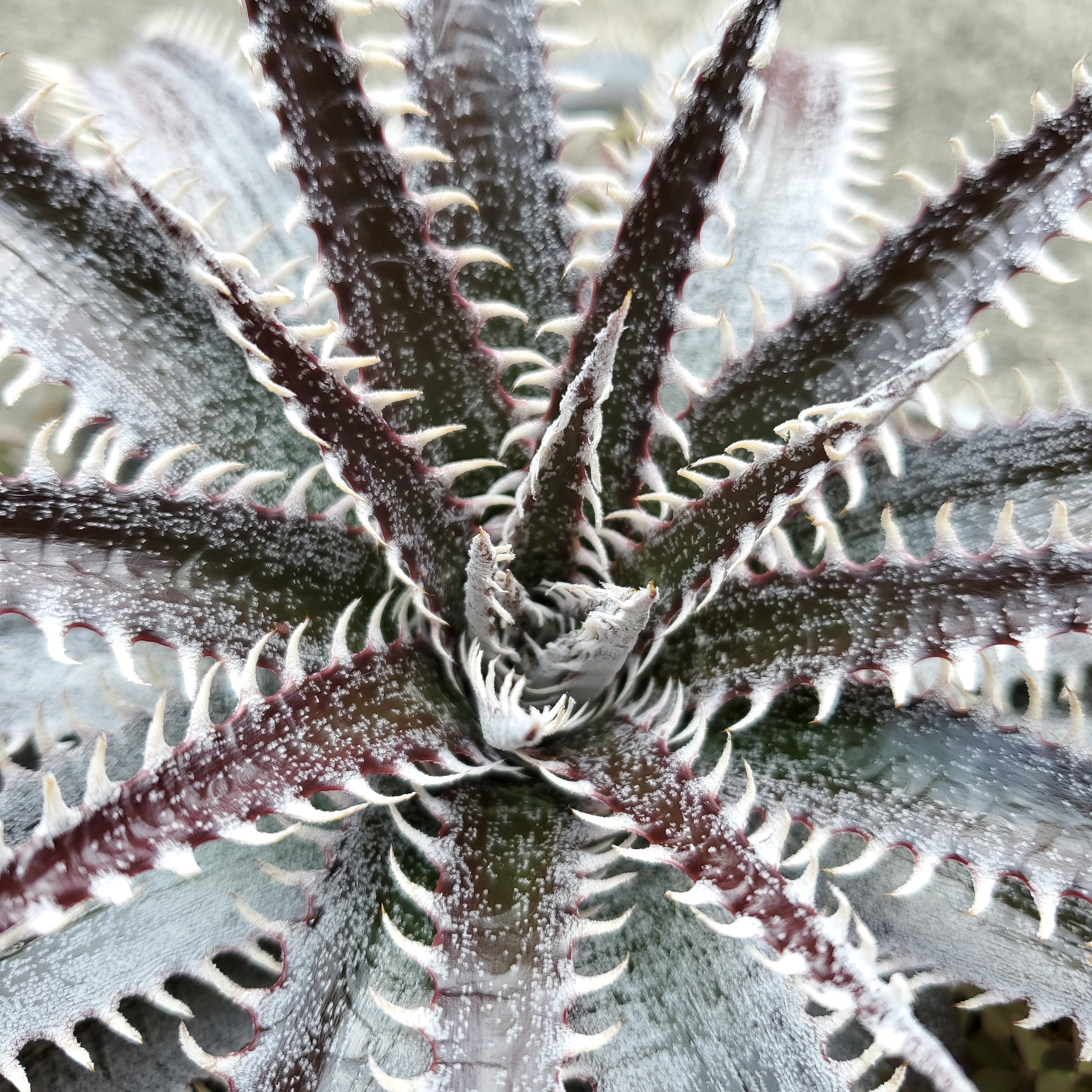 ディッキア・ビルベイカー（Dyckia 'Bill Baker'） | Dyckia Maniax