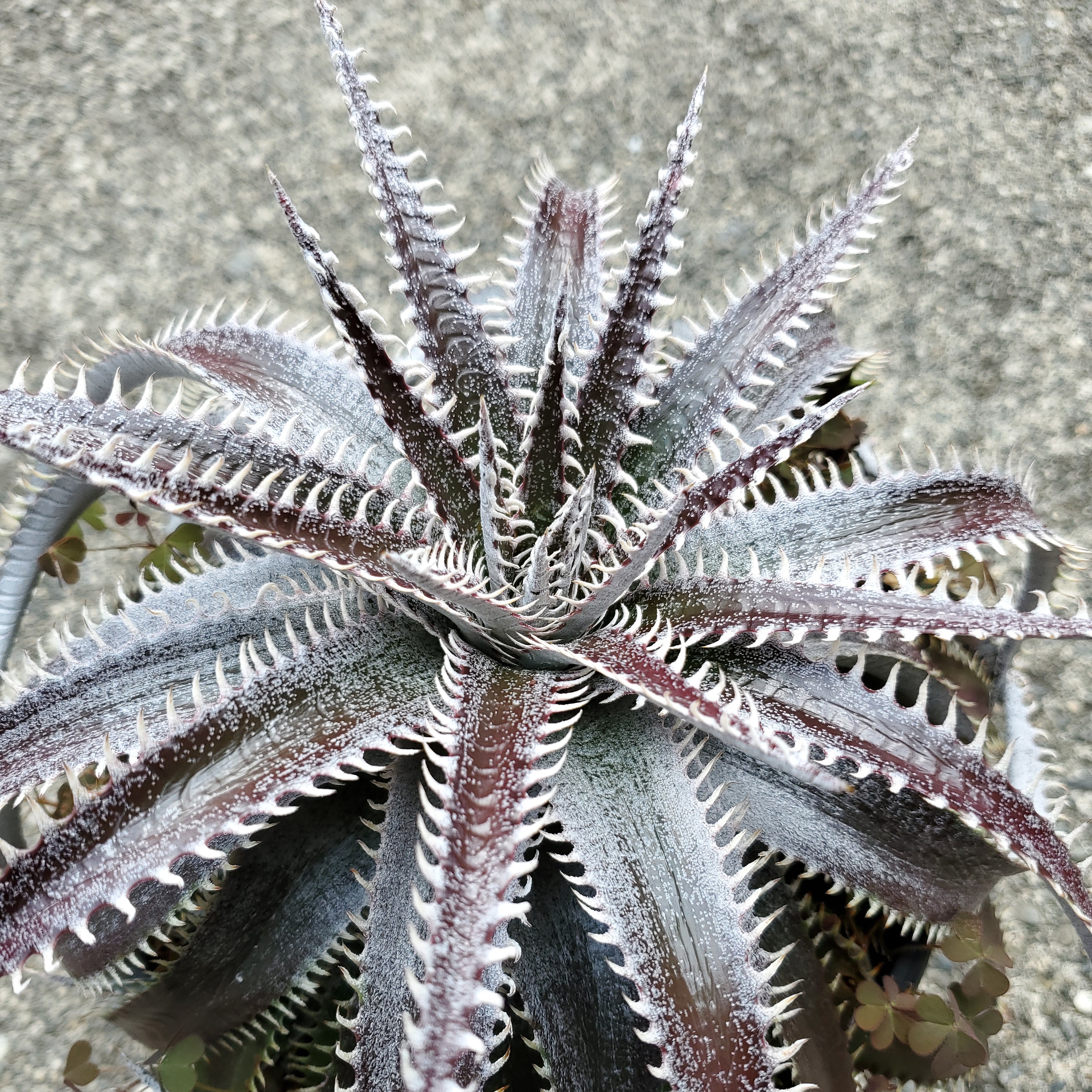 ディッキア・ビルベイカー（Dyckia 'Bill Baker'） | Dyckia Maniax
