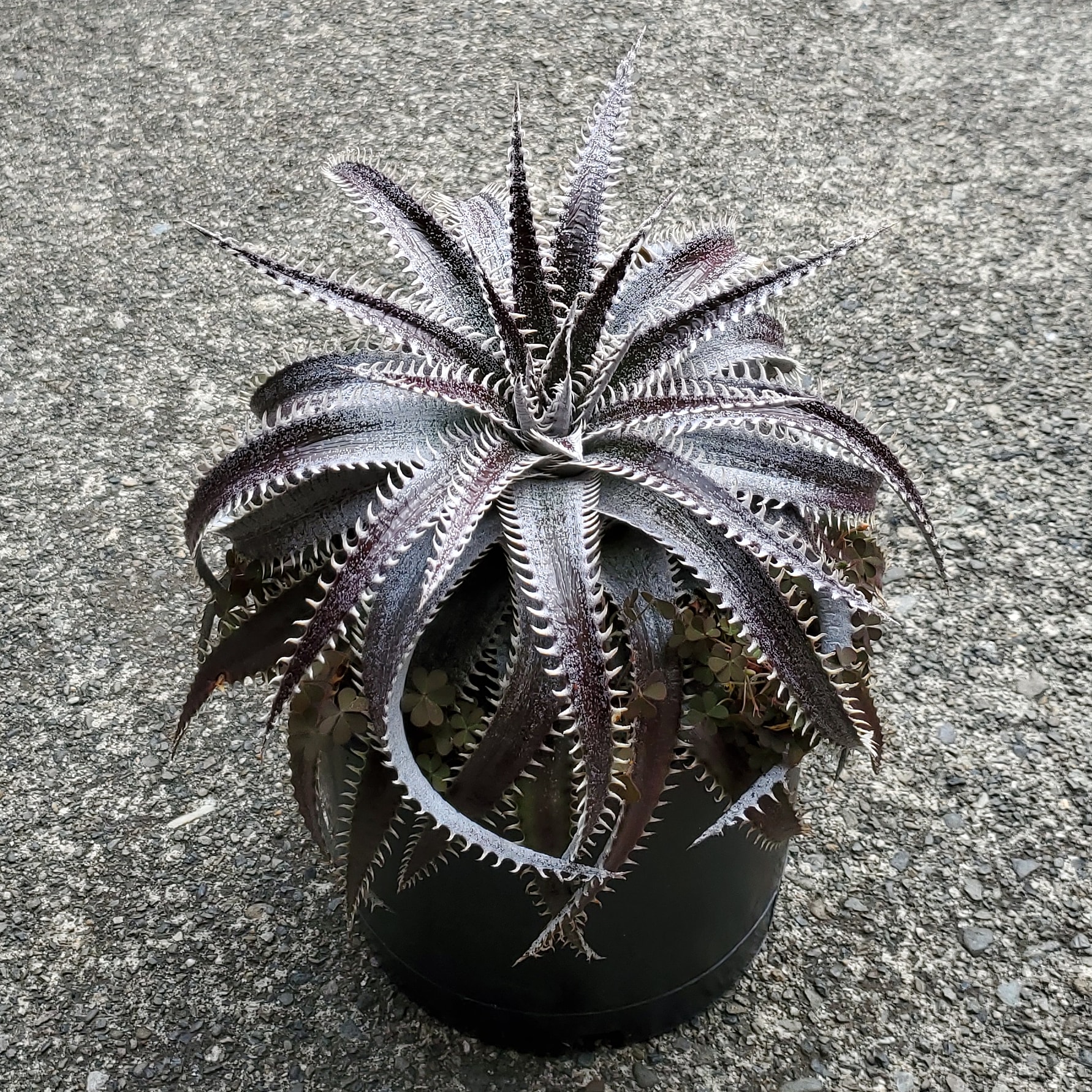 ディッキア・ビルベイカー（Dyckia 'Bill Baker'） | Dyckia Maniax