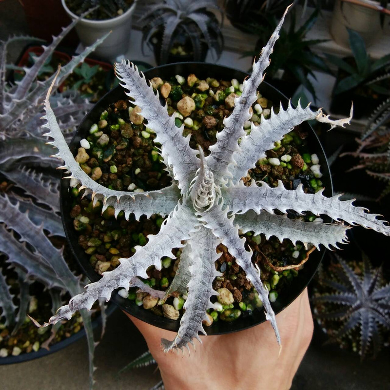 ディッキア成長記録：Dyckia 'Bone' hyb. x 'Blanco'編 | Dyckia Maniax