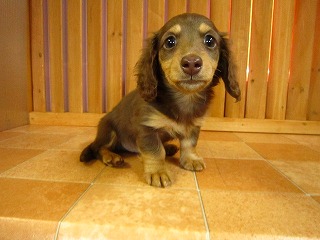 チョコレートタン | ブリーダーのダックスフンド情報