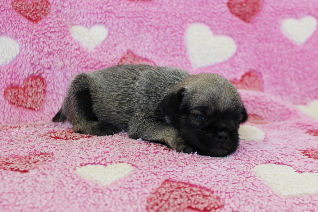 1711-00239 M.シュナウザー×パグ（ミックス）オス | ブリーダー直営