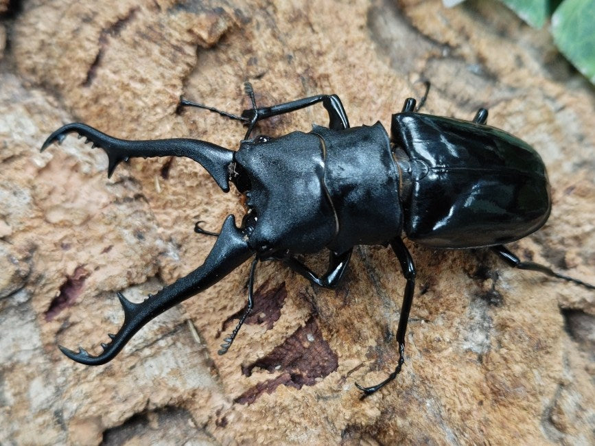 ギラファノコギリクワガタ(亜種マキタイ) フィリピン ミンドロ島産