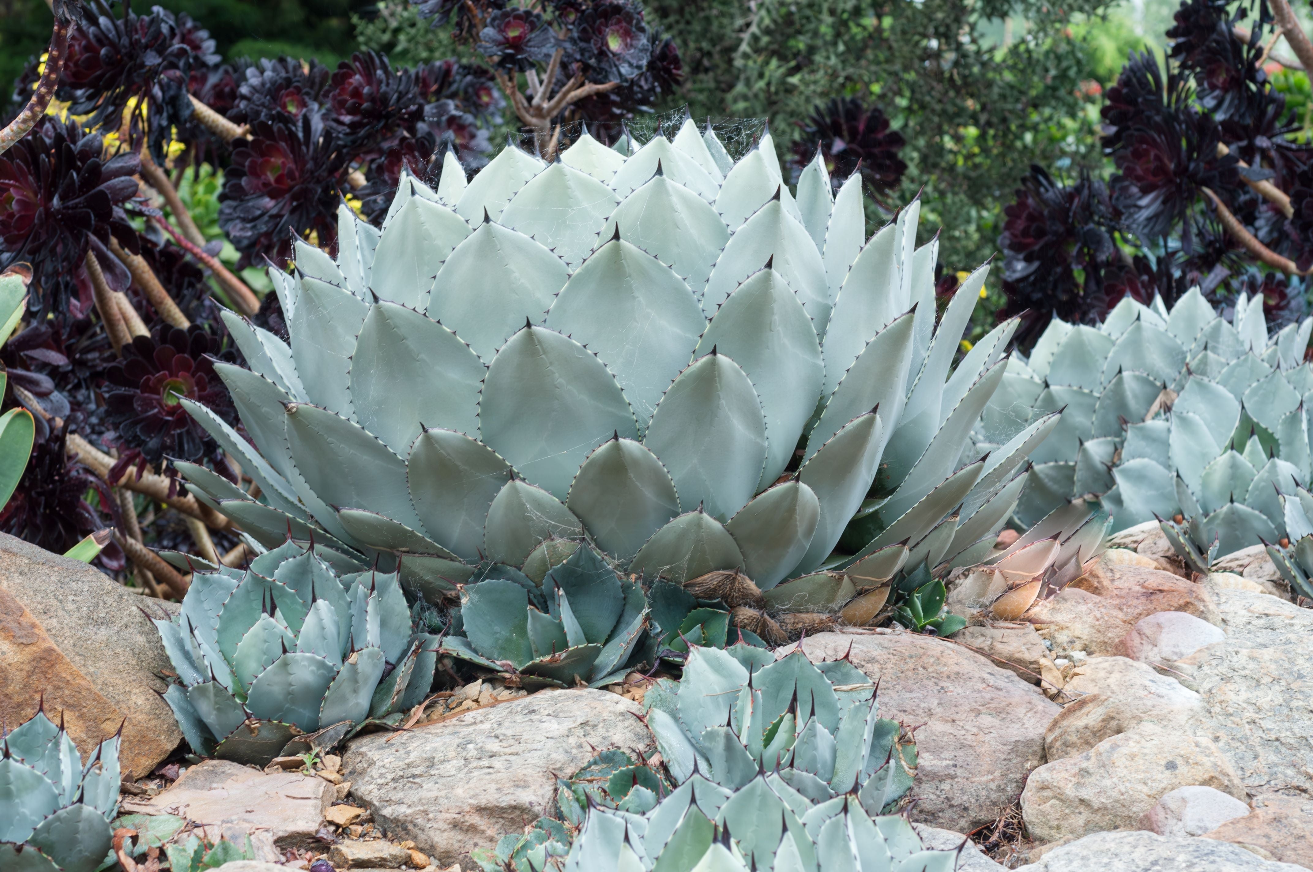 Agave Parryi Artichoke 'Truncata' Mescal Agave – Eureka Farms