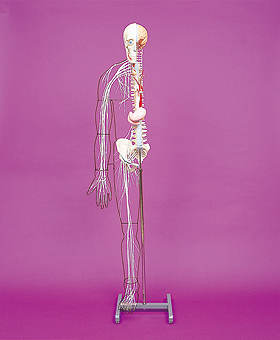 脳および神経系模型｜ヤガミ 商品検索システム