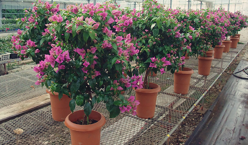 ブーゲンビリア専門の生産販売 | 石井園芸 | 石井園芸について