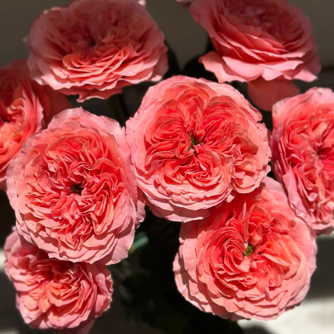 Candy X-Pression Rose-糖果印象 | Netherlands Cut Roses – Ergongzy