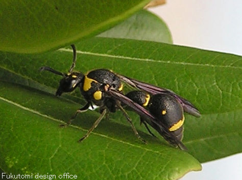 福光村昆虫記（ハチ）