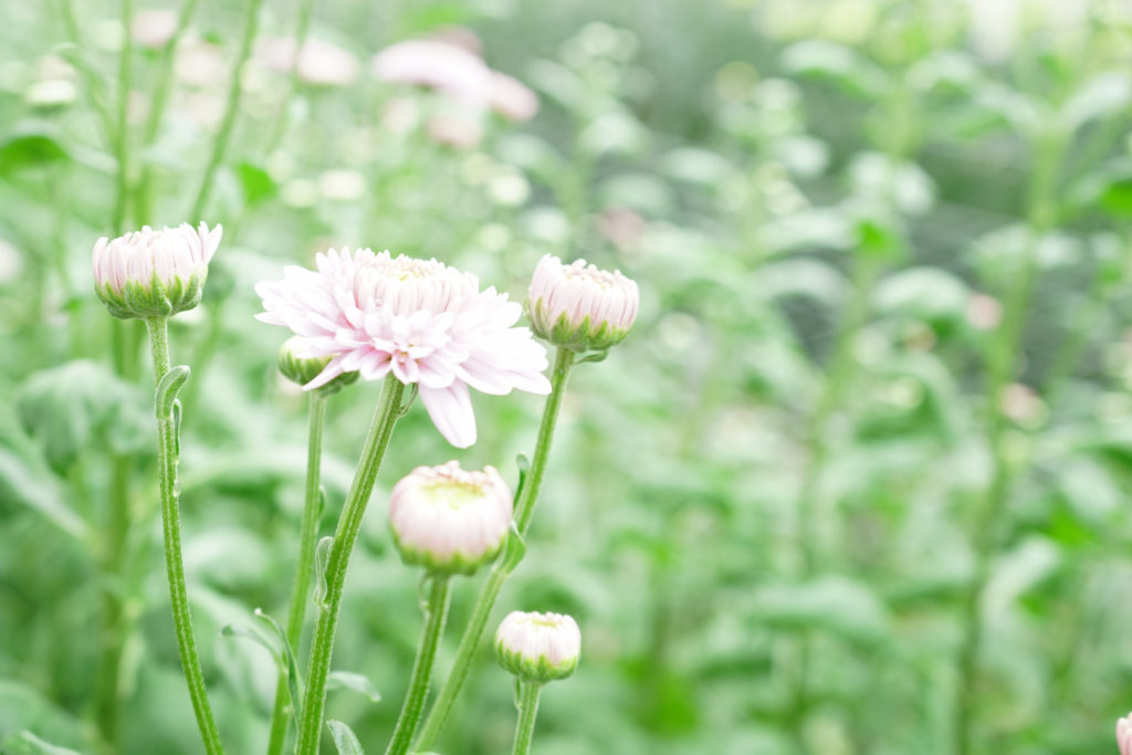 ロサーノシャルロッテ、セイカミン、セイカブレラ開花中です。 – Falce