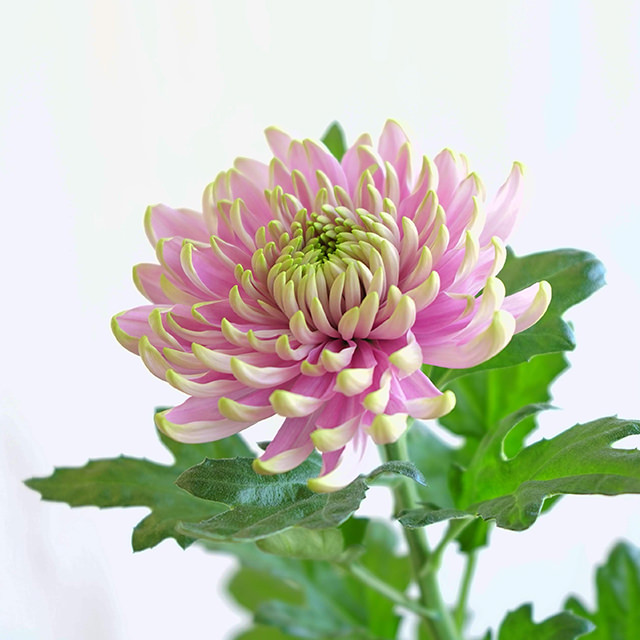 ロサーノシャルロッテ、セイカミン、セイカブレラ開花中です。 – Falce