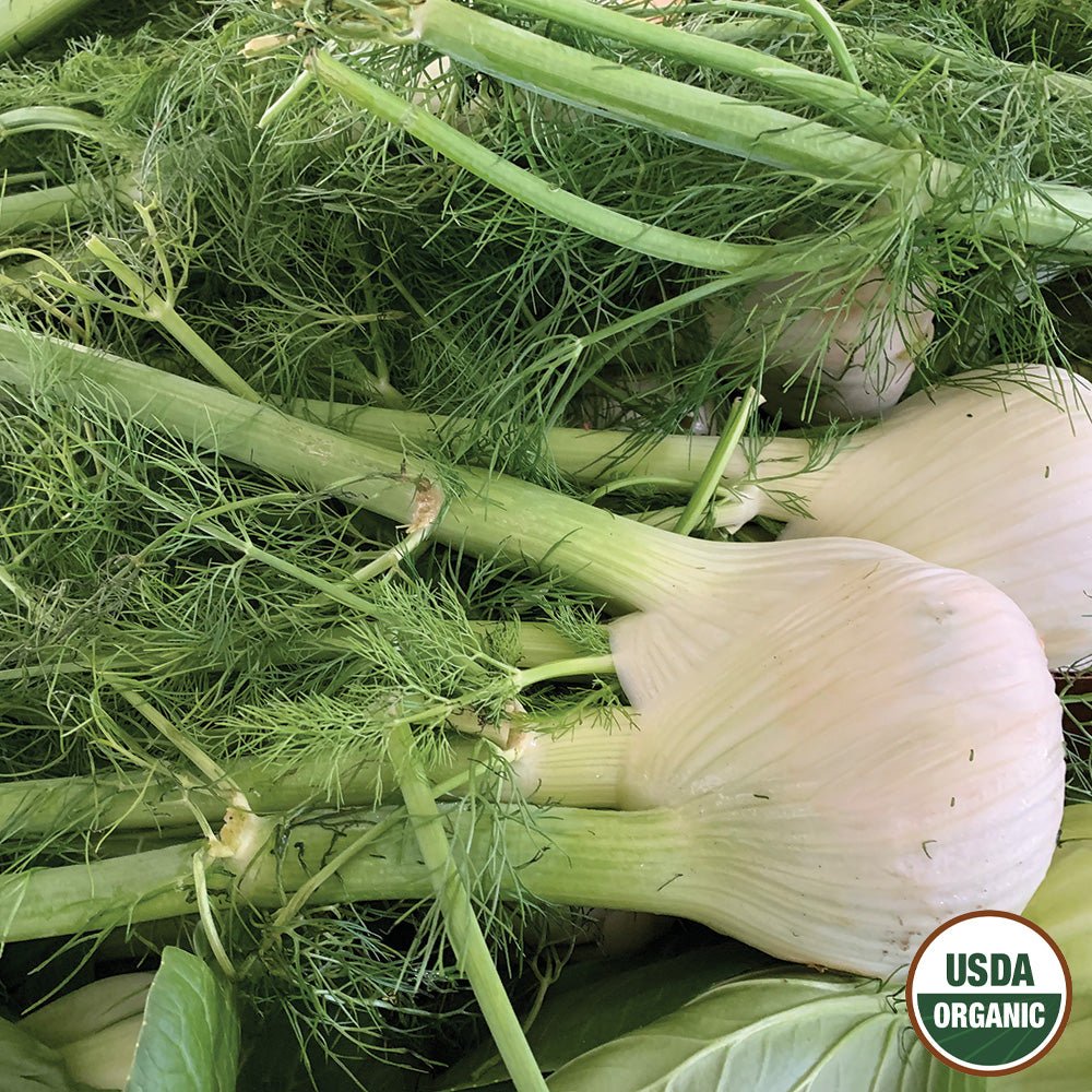 Organic Fennel Seeds | Organic Garden Herbs | Culinary Fennel