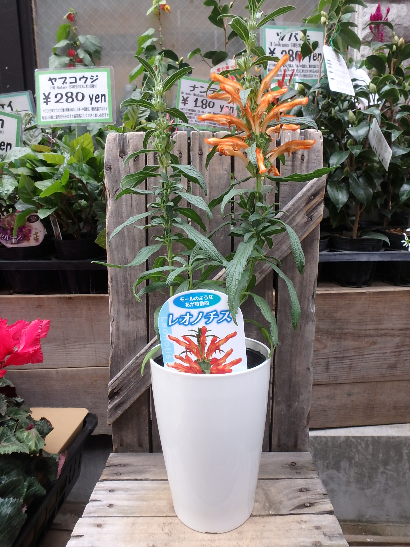 フラワーショップリフレのブログ » レオノチス レオヌルス3.5号サイズ