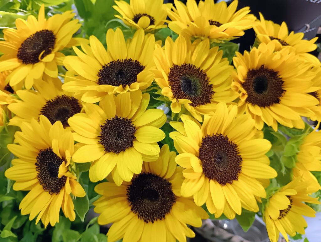 ひまわりのドライフラワー|作り方や失敗しないコツを紹介！ – Flower