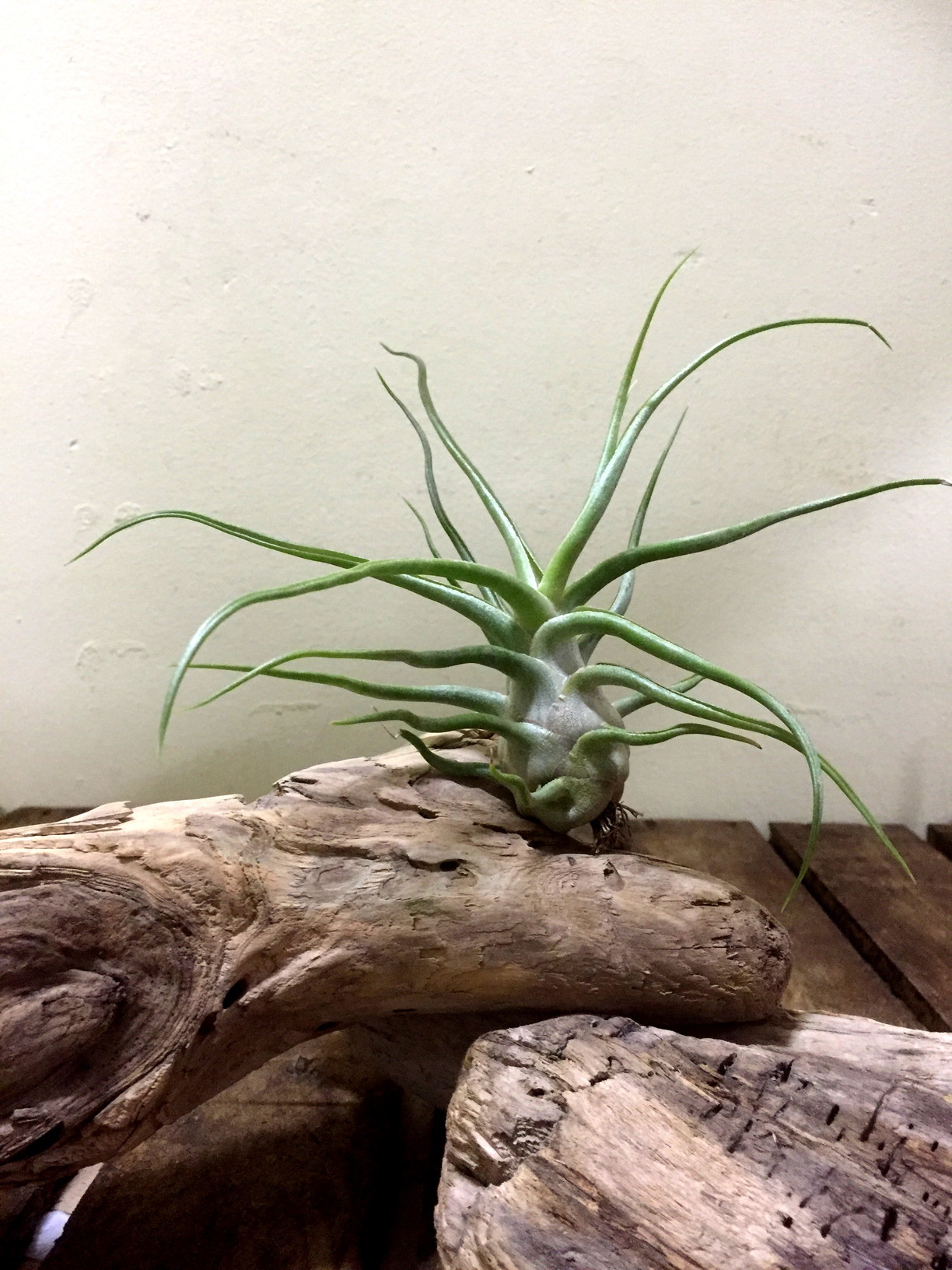 チランジア・タイ（ティー） Tillandsia Ty (T. ehlersiana X T