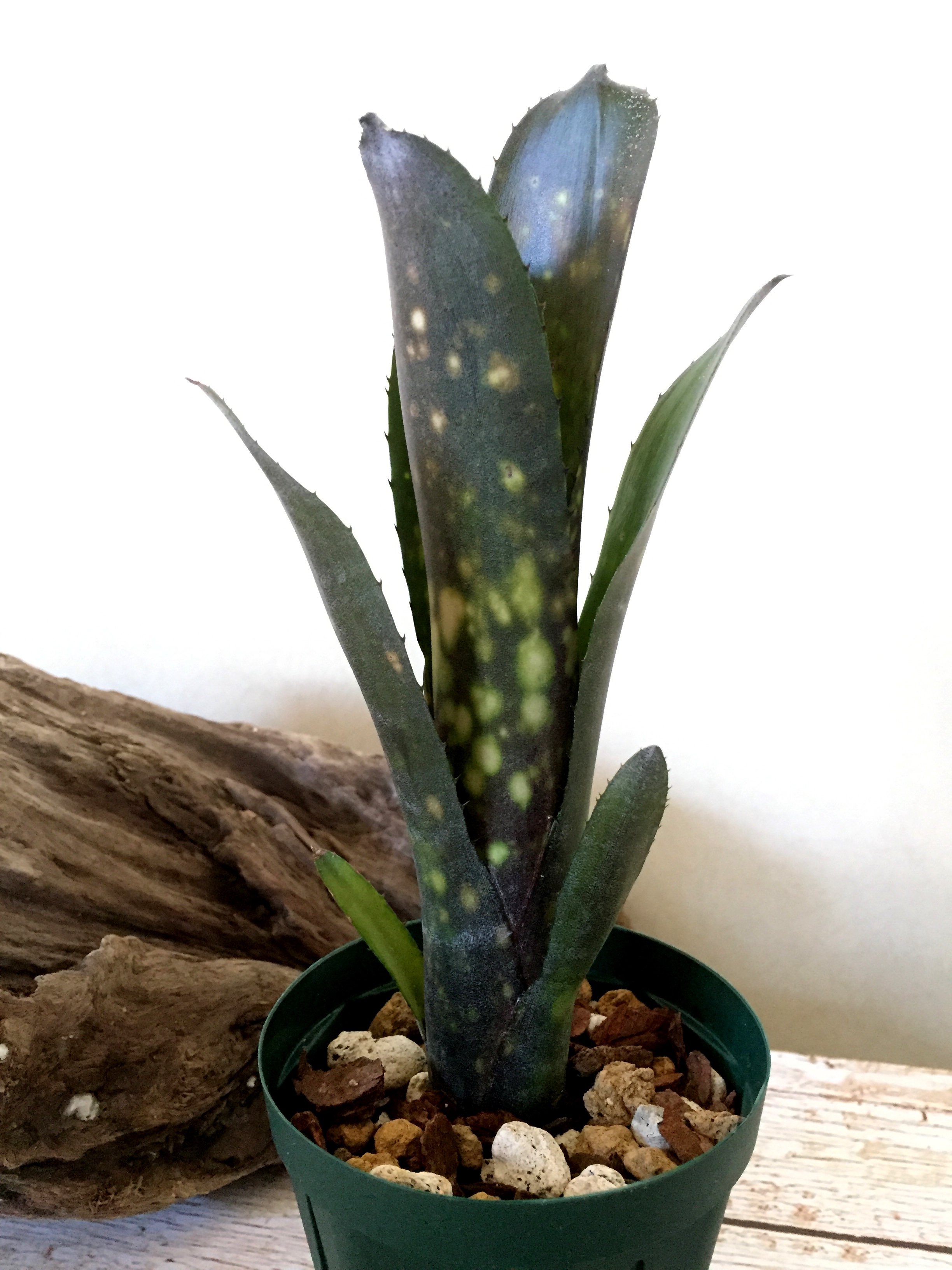 ビルベルギア・キャンベイブラック Billbergia 'Canvey Black'（Bill