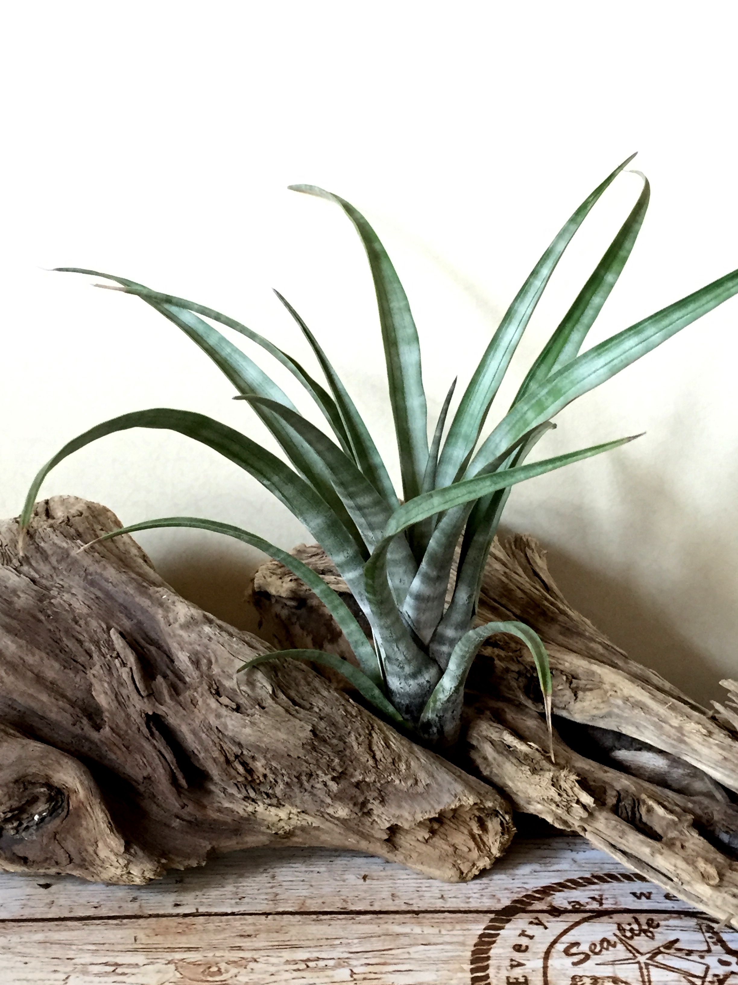 チランジア・ヒルダエ Tillandsia hildae 育て方 図鑑 | Frontier