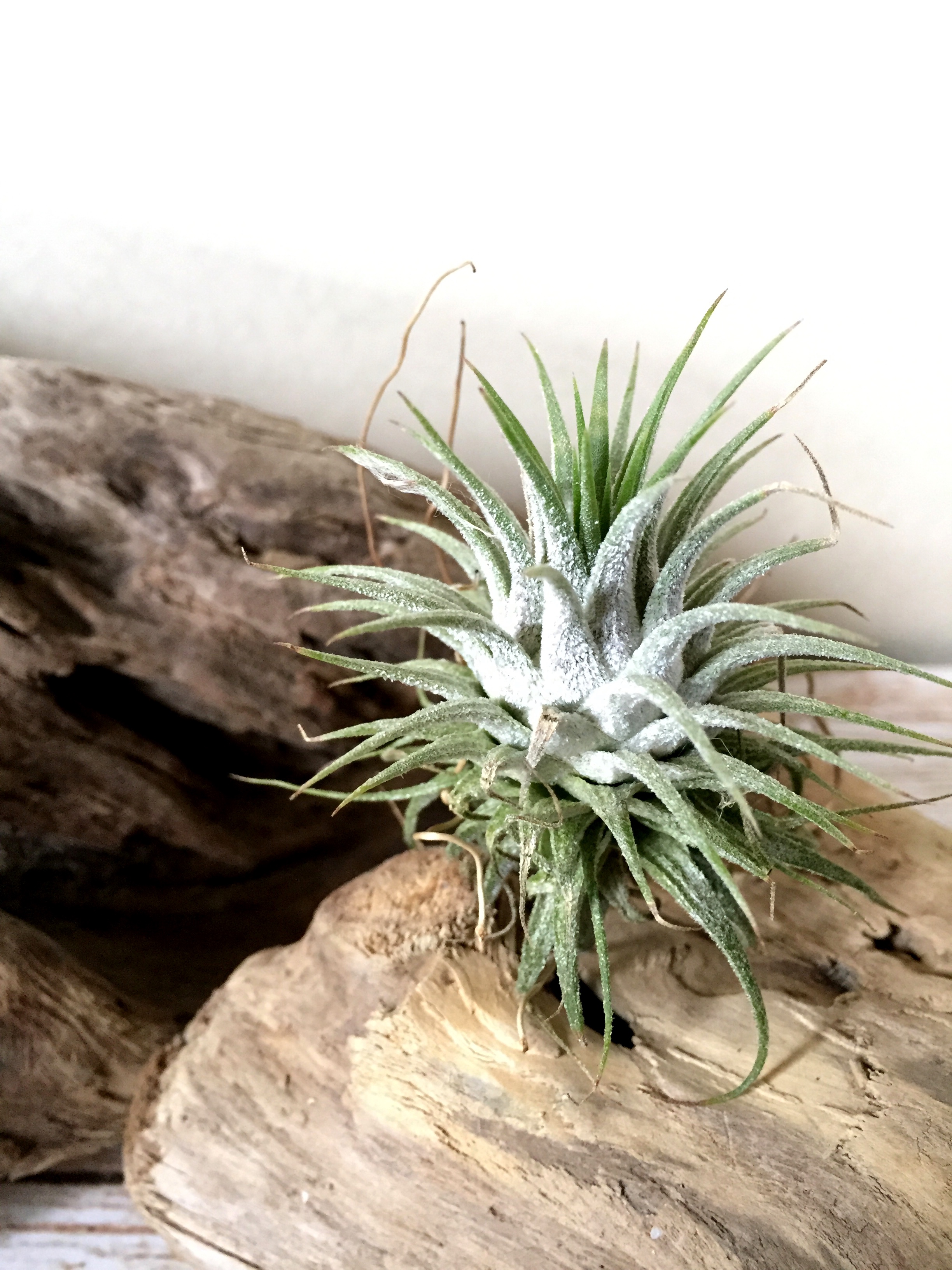 チランジア・イオナンタ・グアテマラ Tillandsia ionantha 'Guatemala