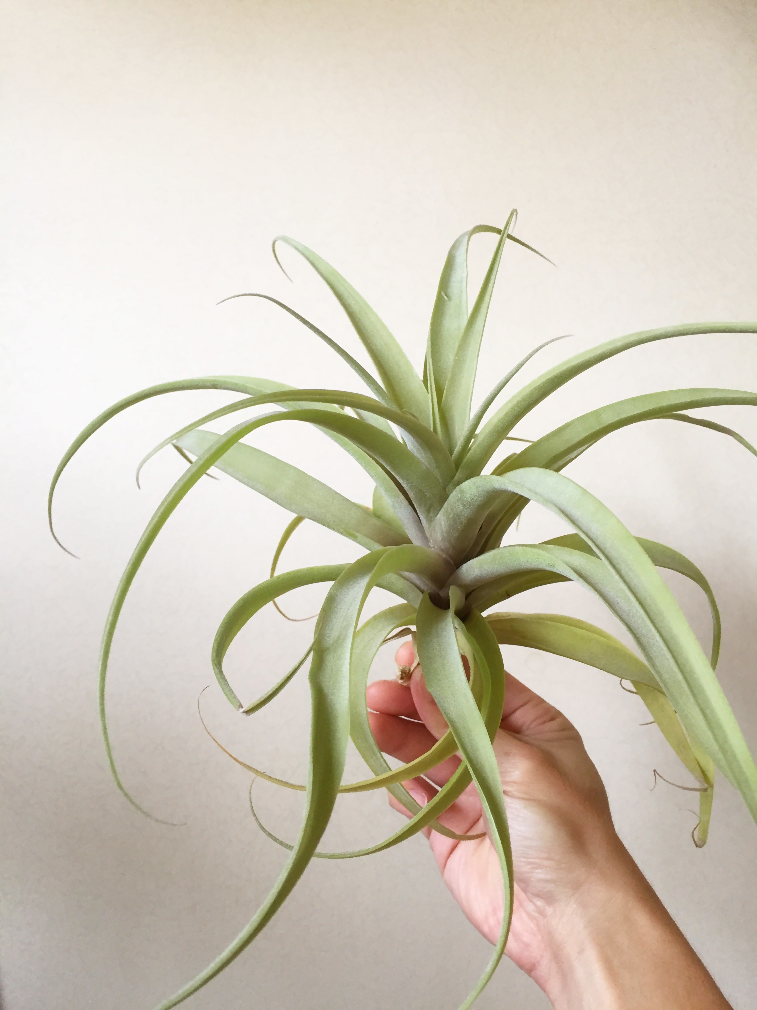 Frontier Plants】8月19日入荷予定分 チランジア93種紹介 交配種