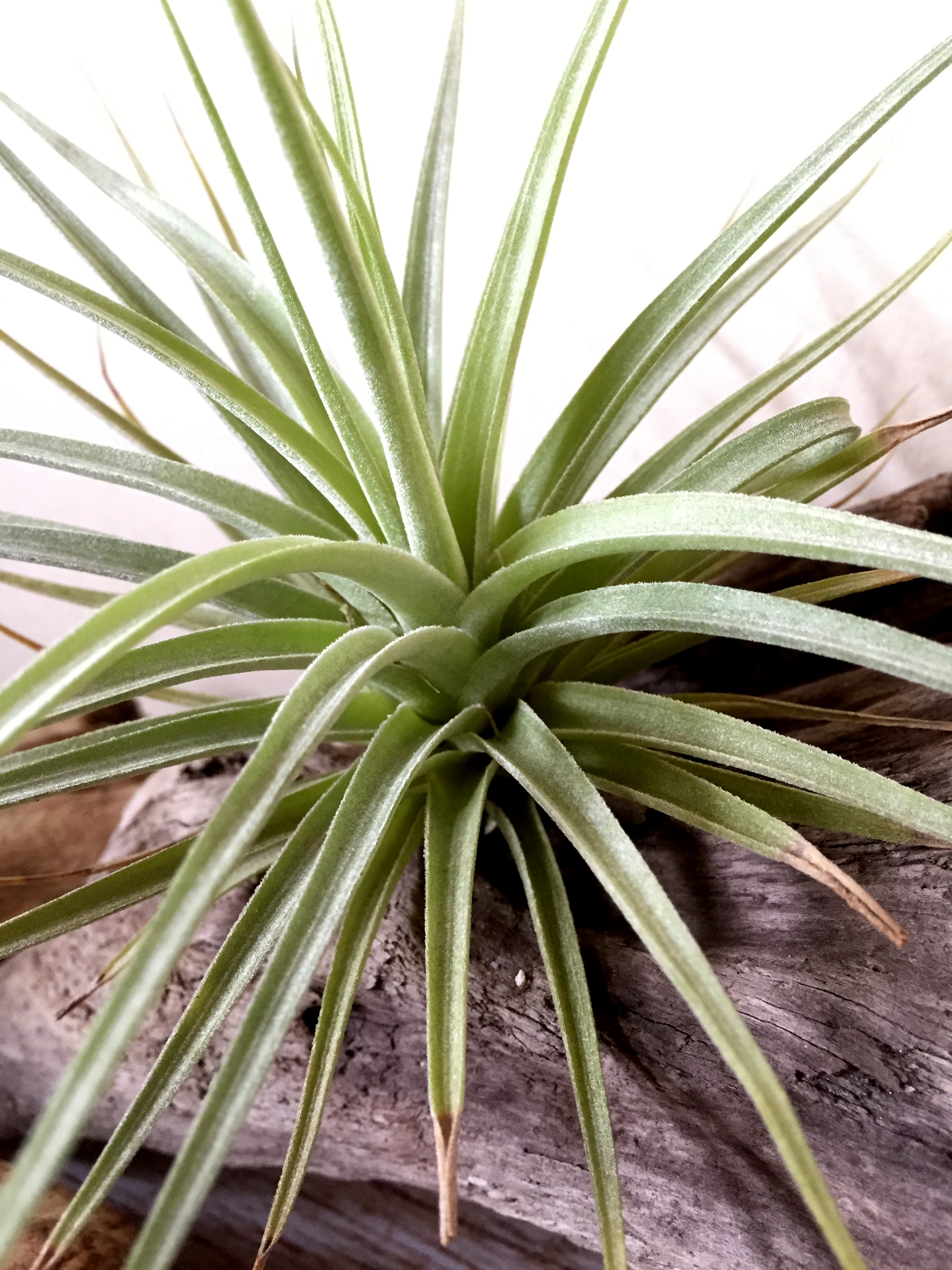 チランジア・ディディスティカ Tillandsia didisticha 育て方 図鑑