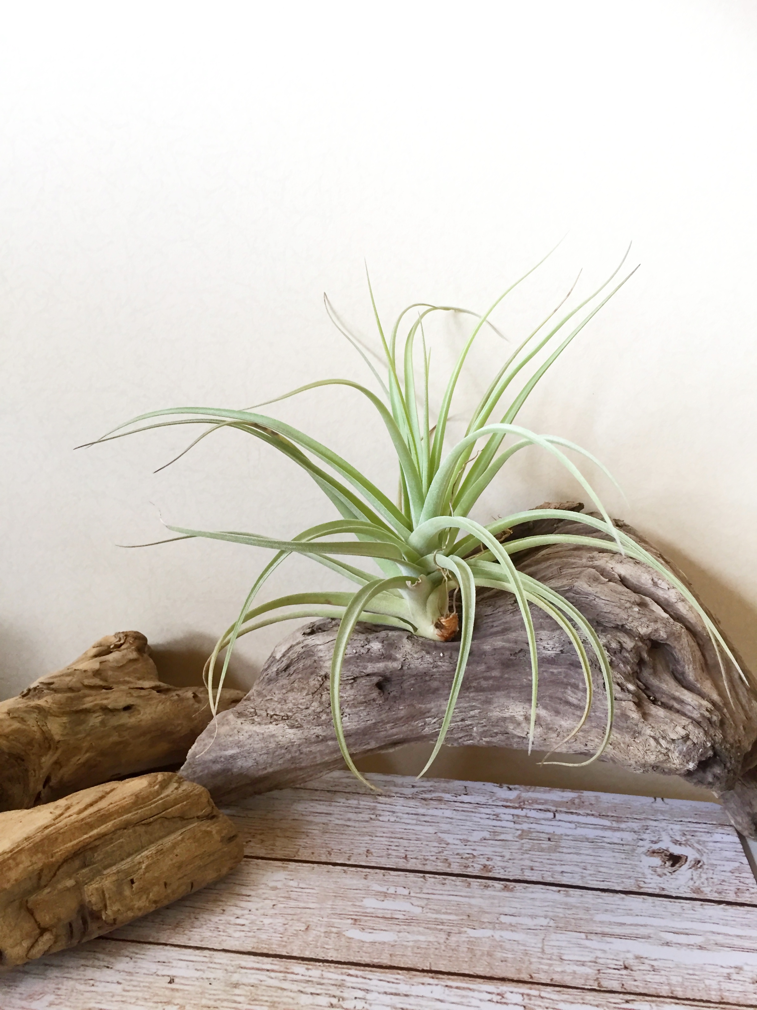 Frontier Plants】8月19日入荷予定分 チランジア93種紹介 交配種