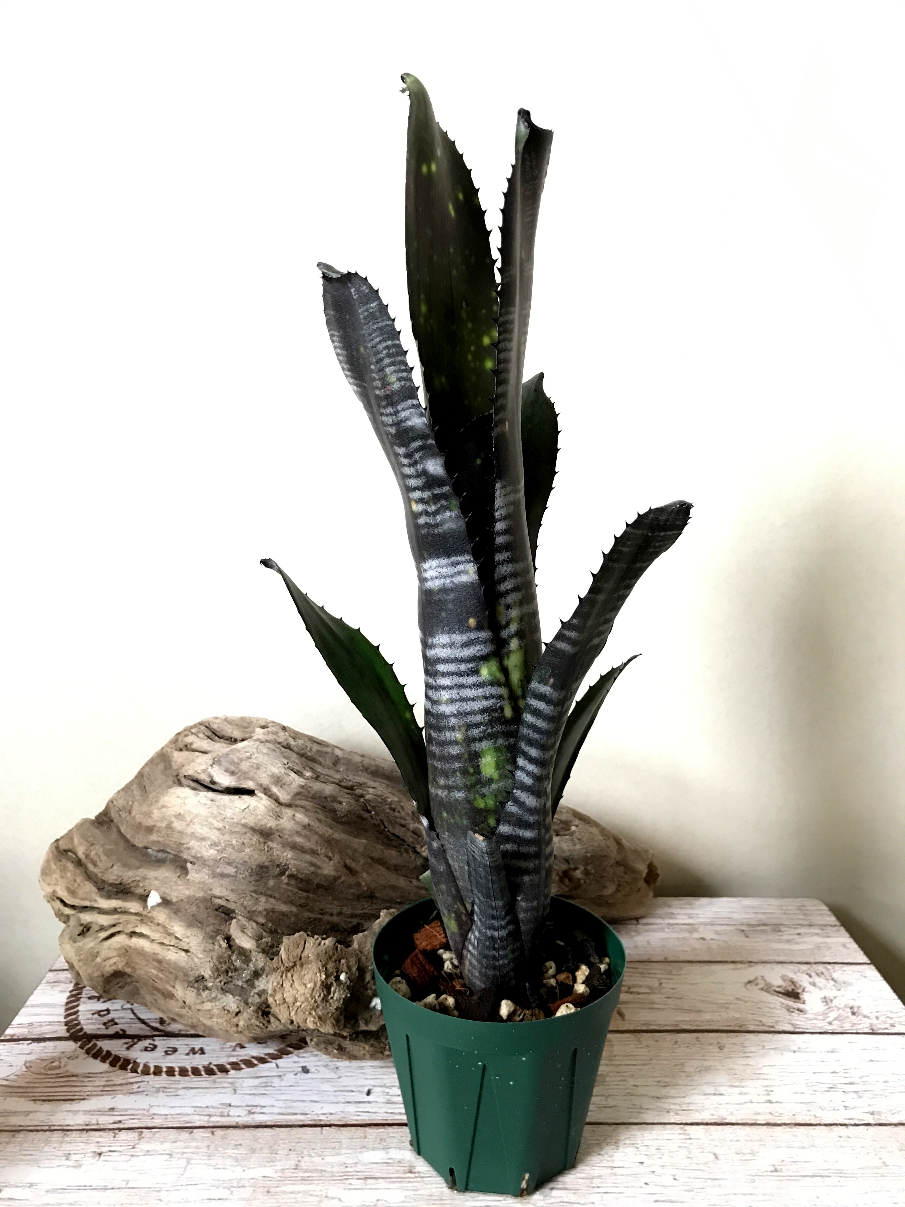 ビルベルギア・ダースベーダー Billbergia Darth Vader( Bill. 'La