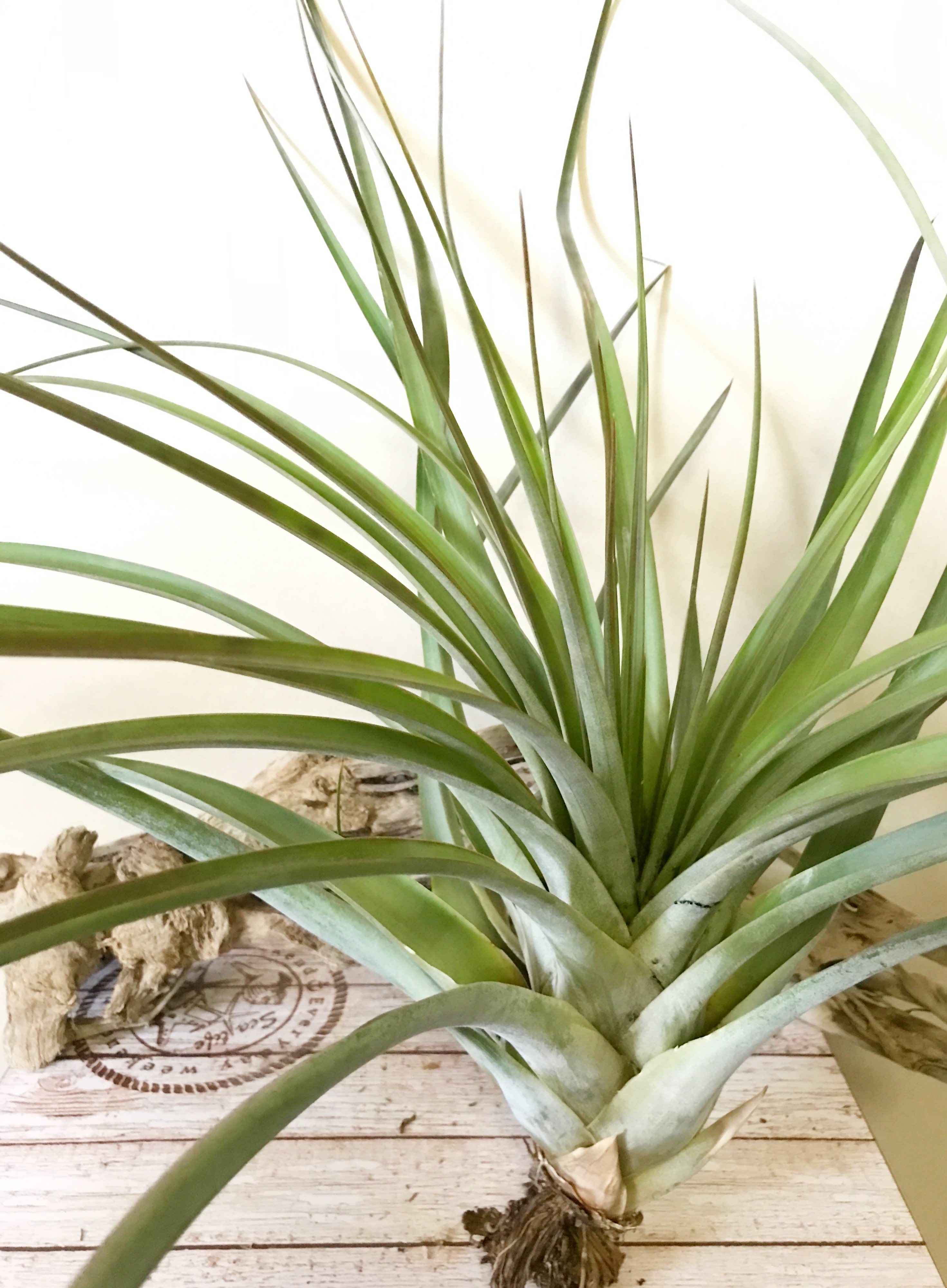 Frontier Plants】オンラインストア5月5日入荷予定のチランジア紹介