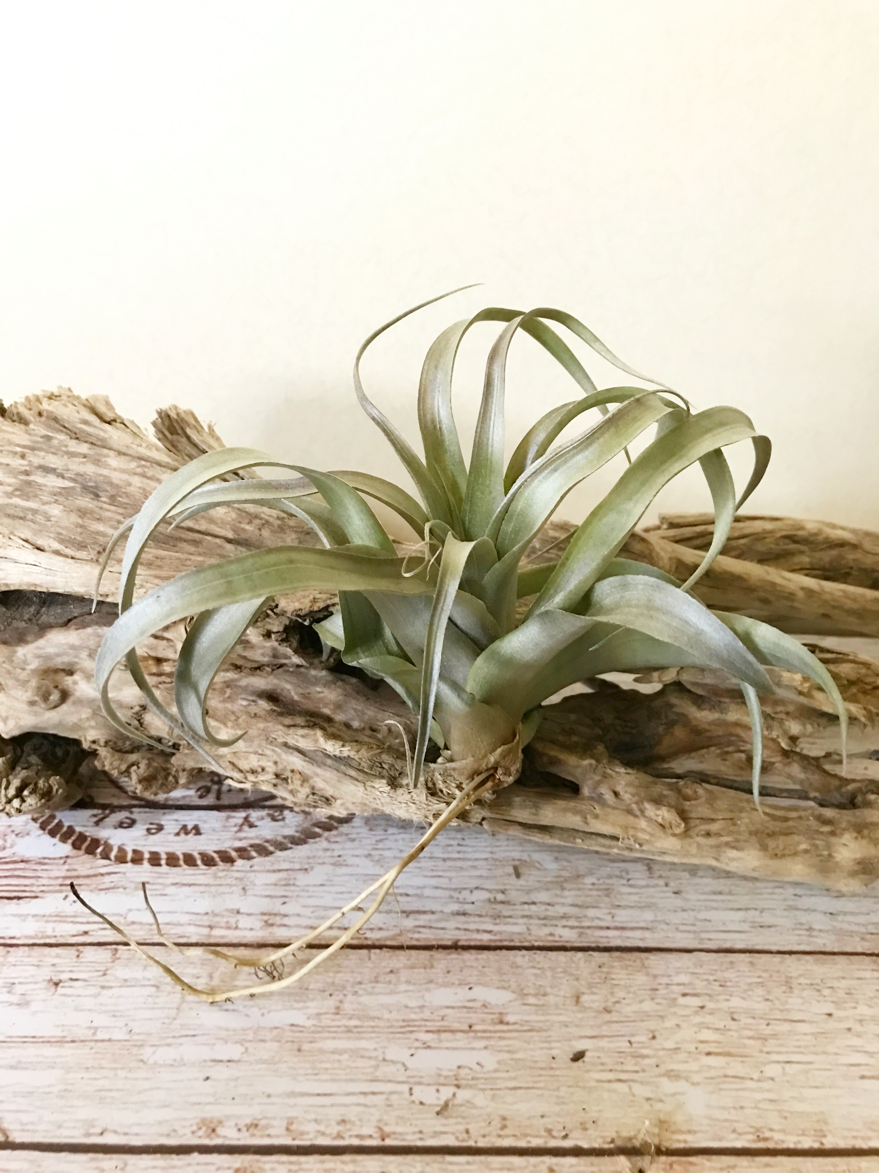 Frontier Plants】オンラインストア5月5日入荷予定のチランジア紹介