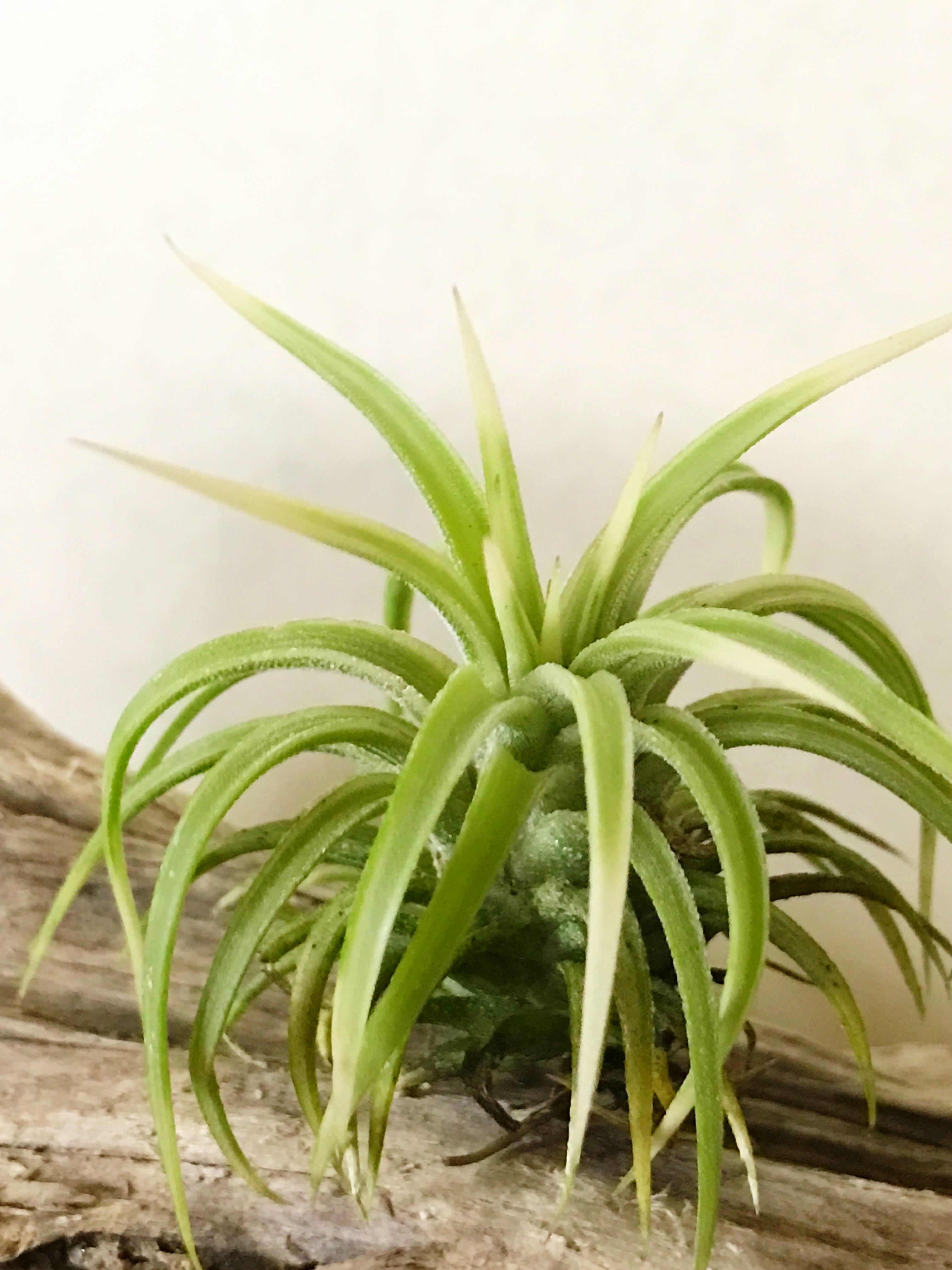 チランジア・イオナンタ・アルボマルギナータ（アルボマージナータ