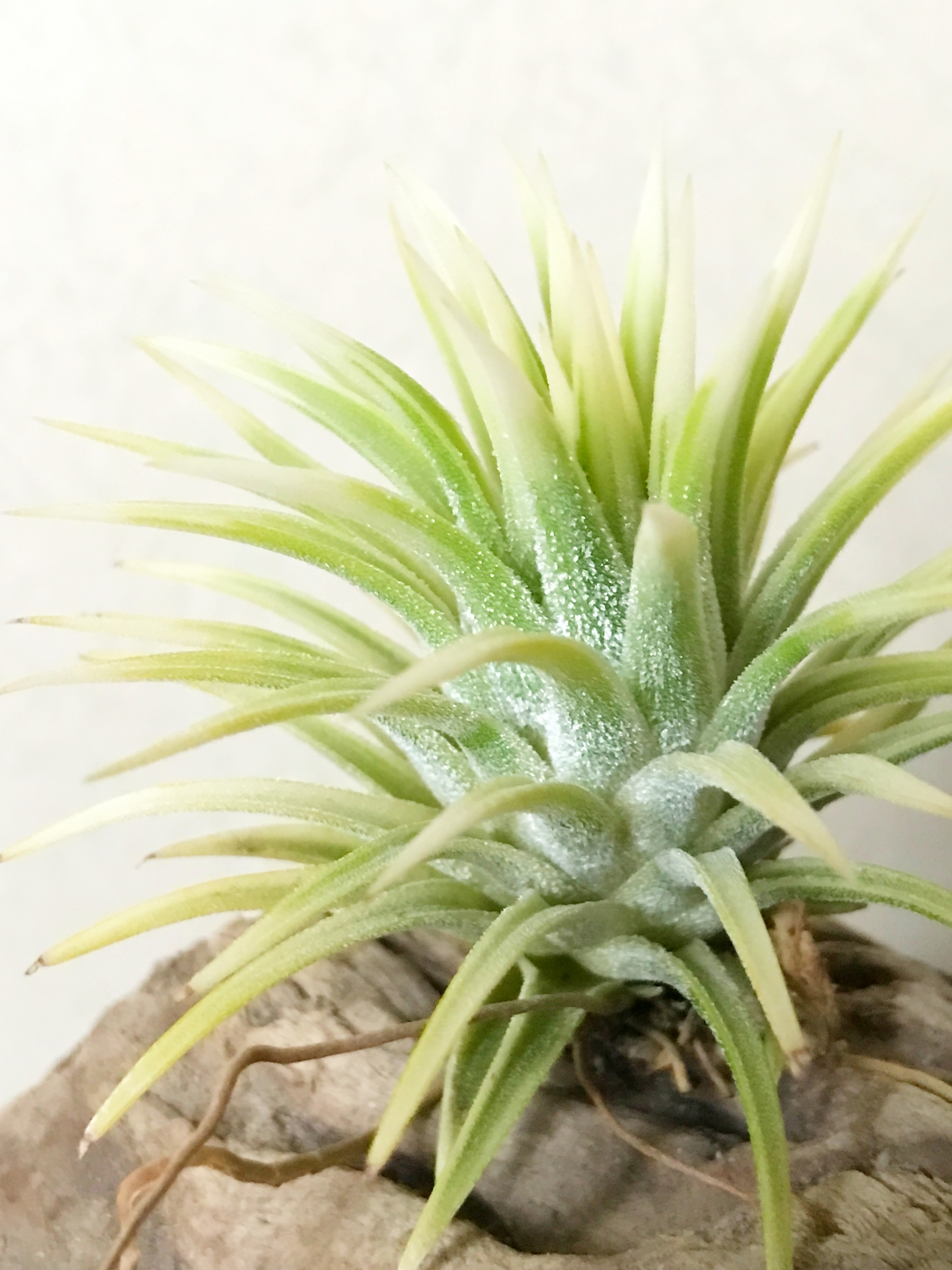 チランジア・イオナンタ・アルボマルギナータ（アルボマージナータ