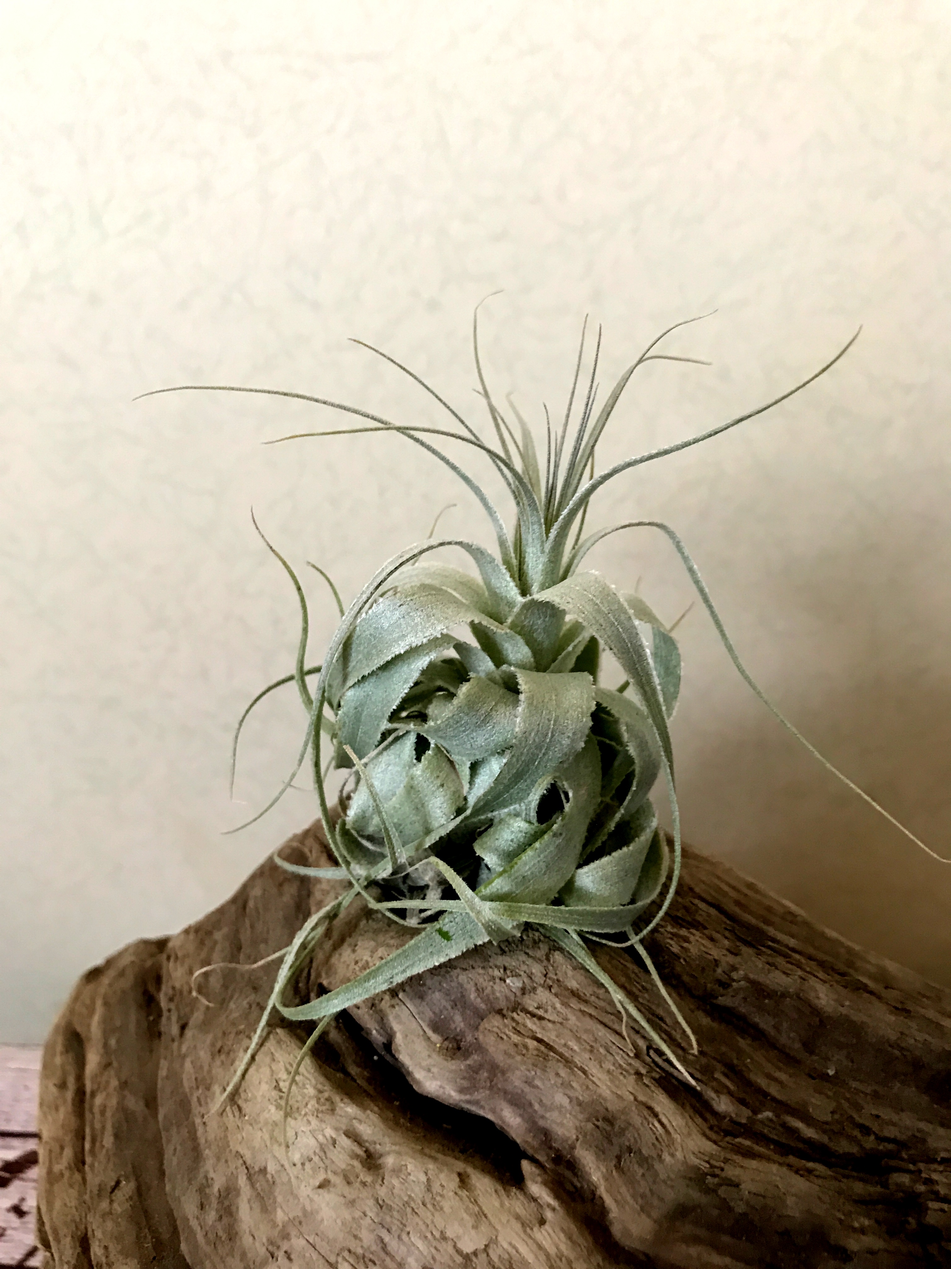 チランジア・ガルドネリー・ルピコラ Tillandsia gardneri var