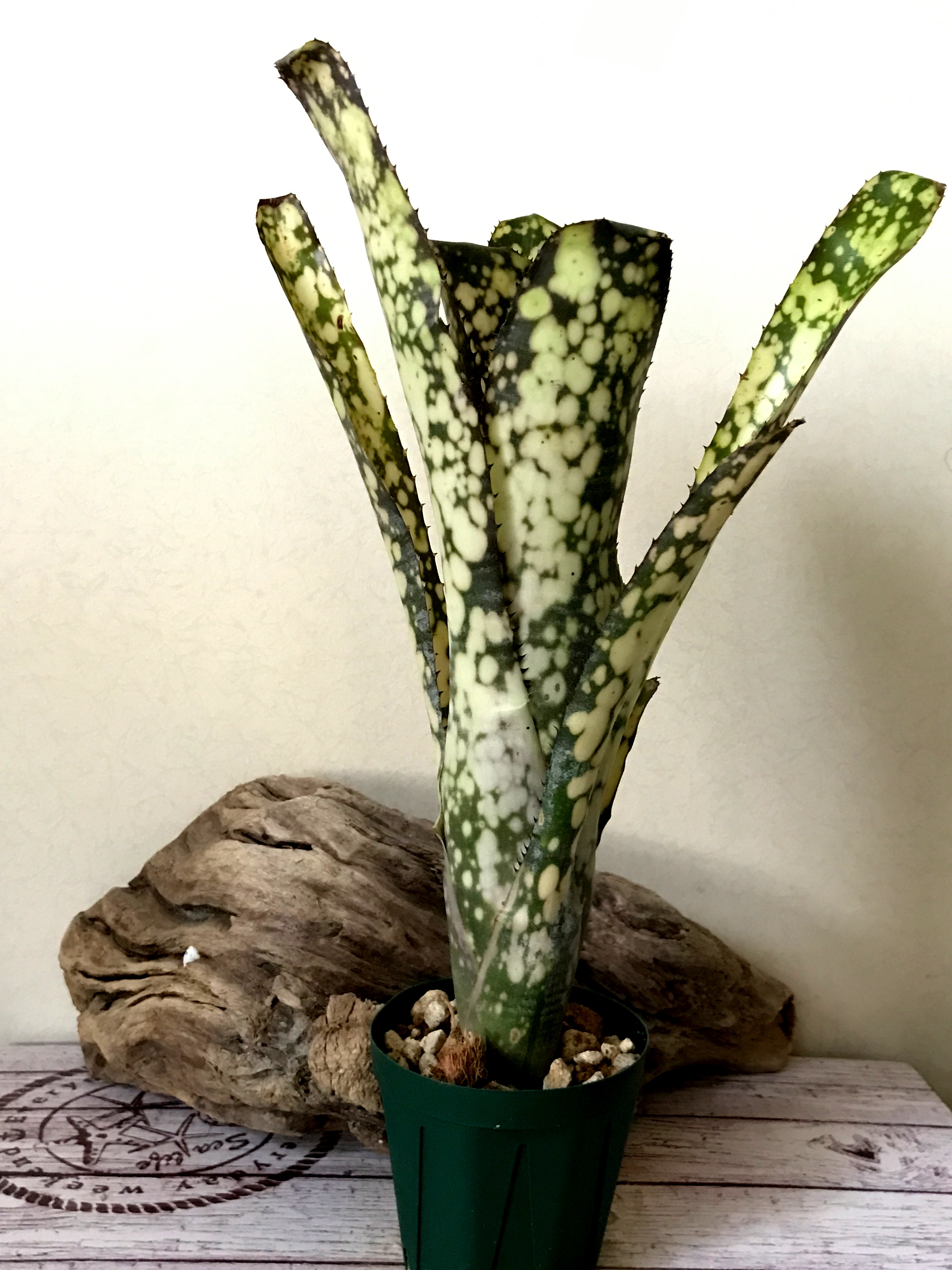 ビルベルギア・コーランスピリット Billbergia Kolan Spirit（Bill