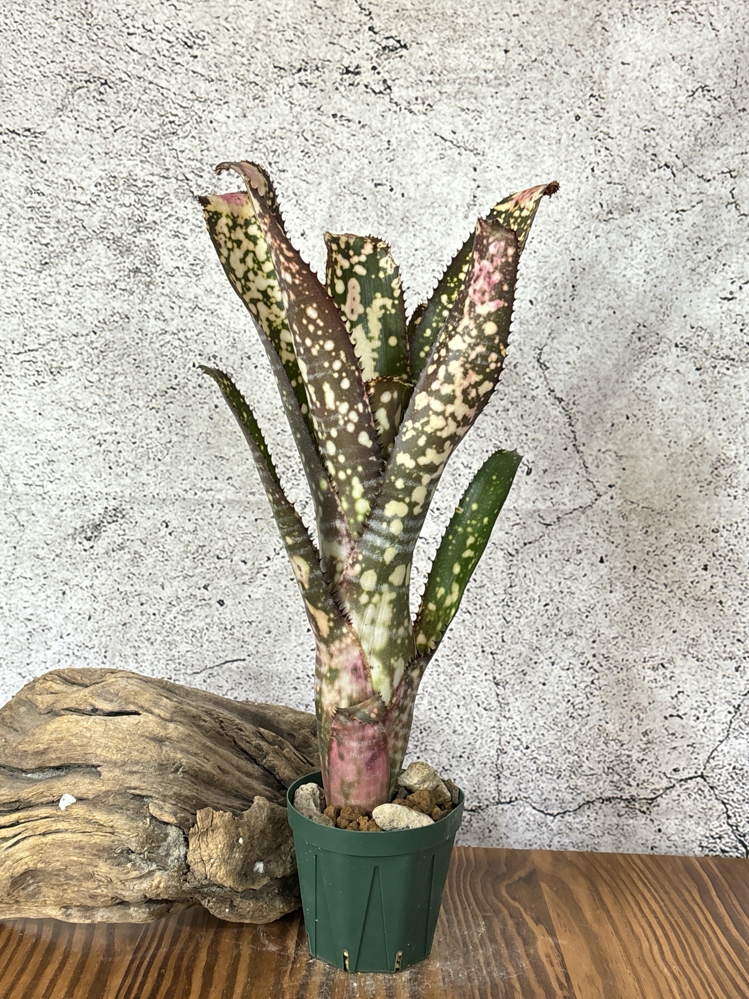 Frontier Plants】オンラインストア11月16日約40種類の価格と画像を