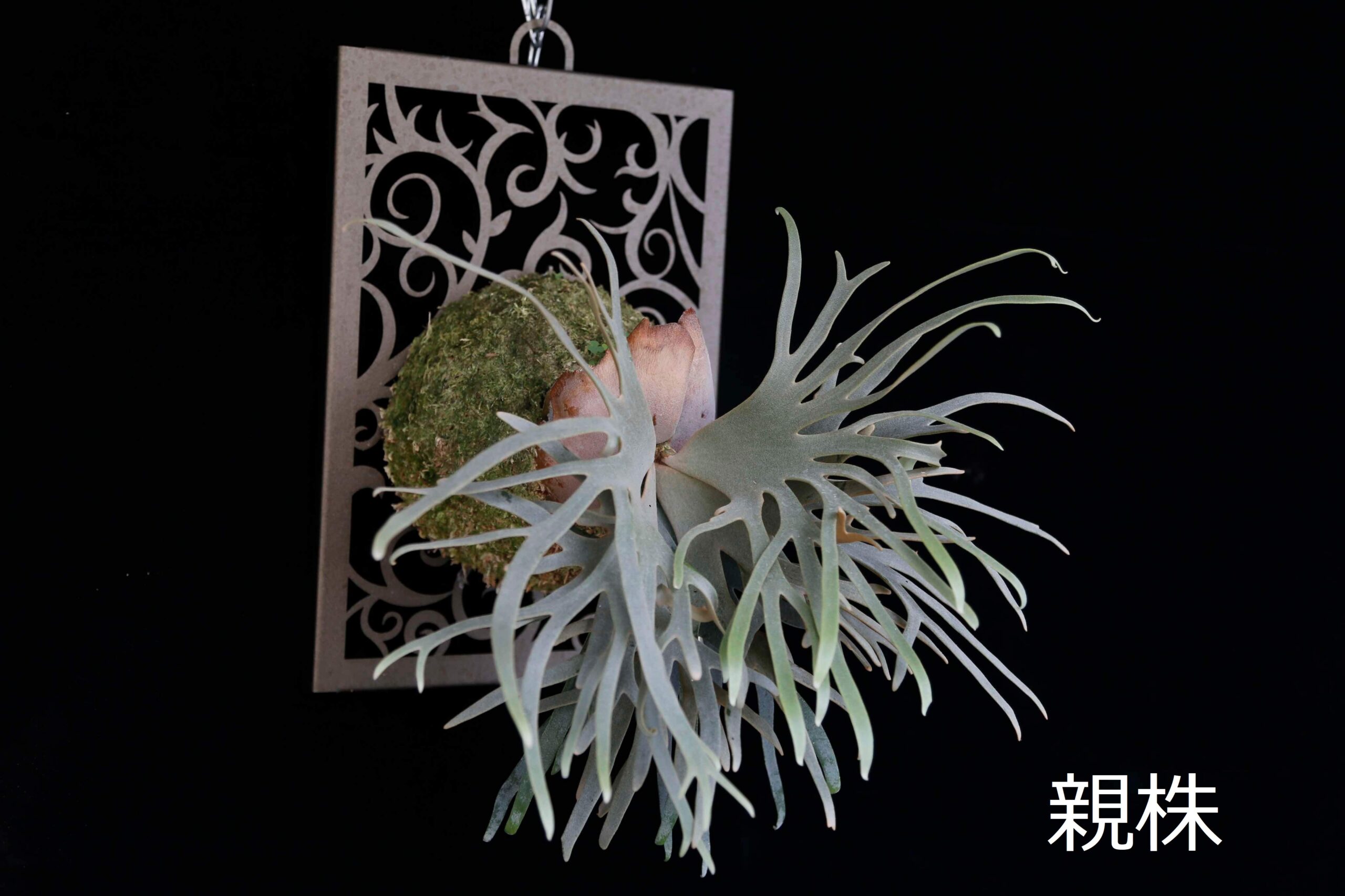 Frontier Plants】ビカクシダ・ウィリンキー・ジェイドガール