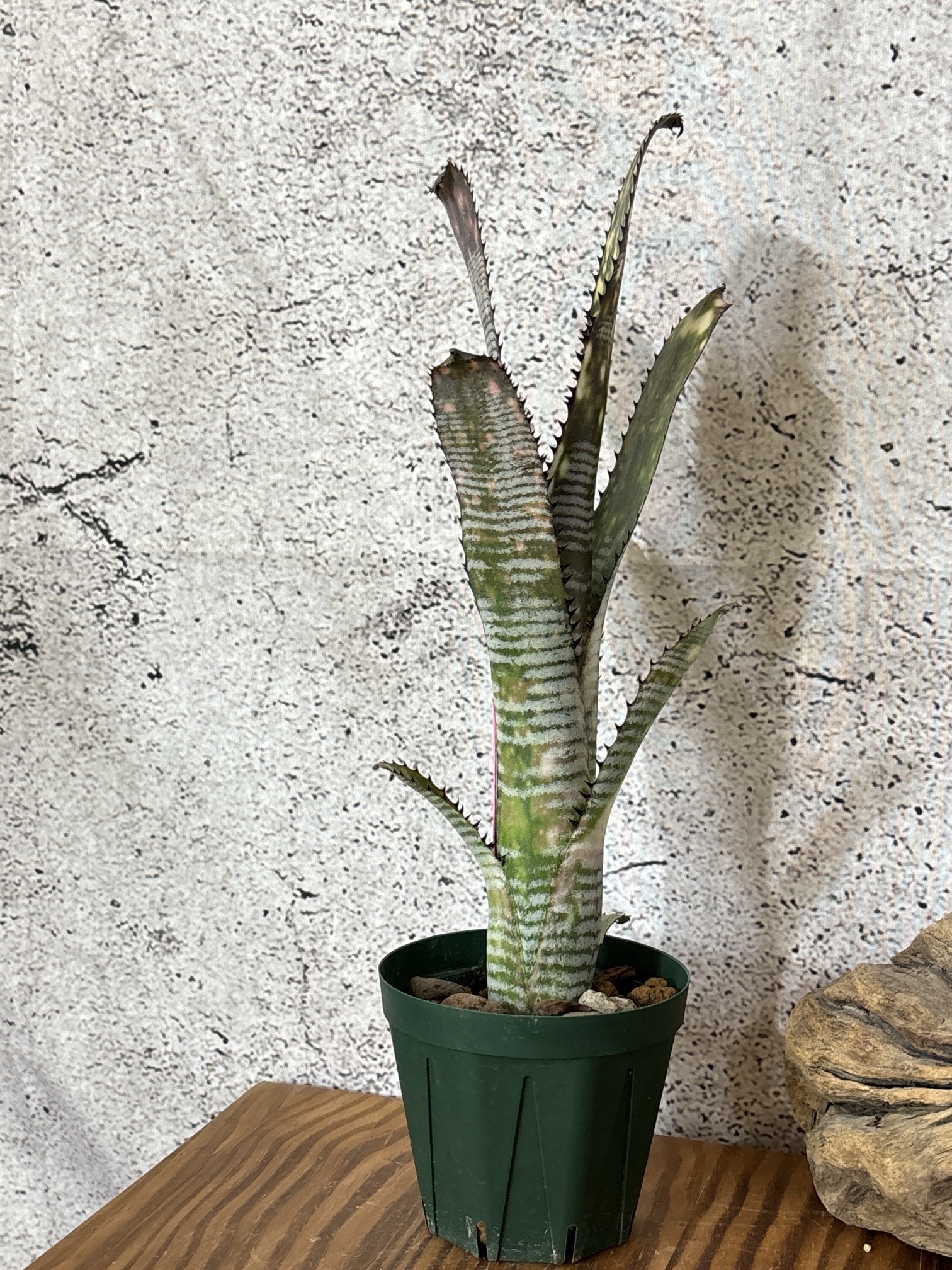 Frontier Plants】5月17日販売予定のタンクブロメリアの価格と画像を