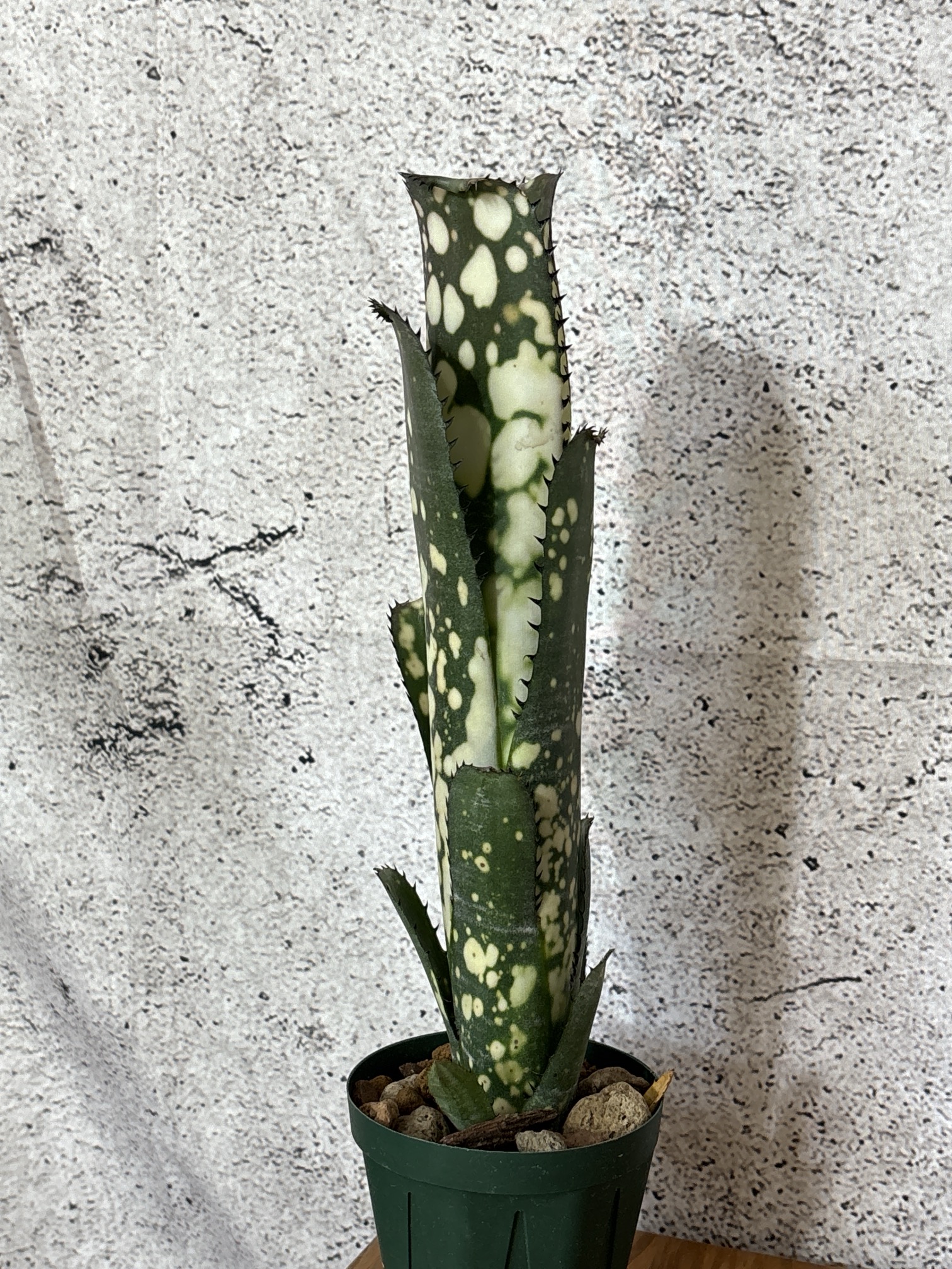 Frontier Plants】5月17日販売予定のタンクブロメリアの価格と画像を