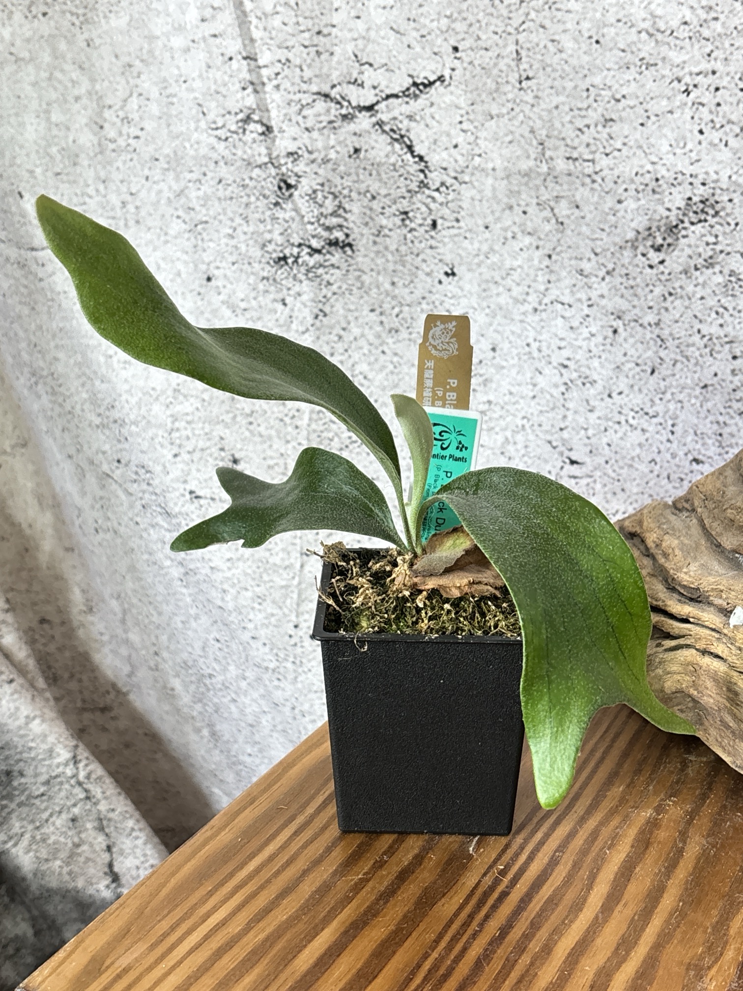 Frontier Plants】5月24日販売予定のビカクシダの価格と画像を紹介