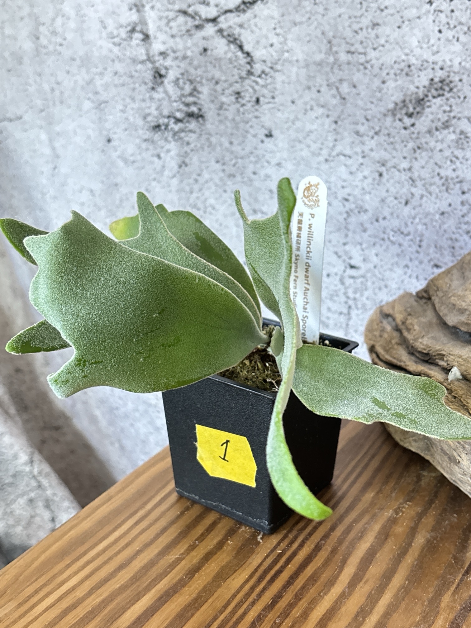 Frontier Plants】5月24日販売予定のビカクシダの価格と画像を紹介