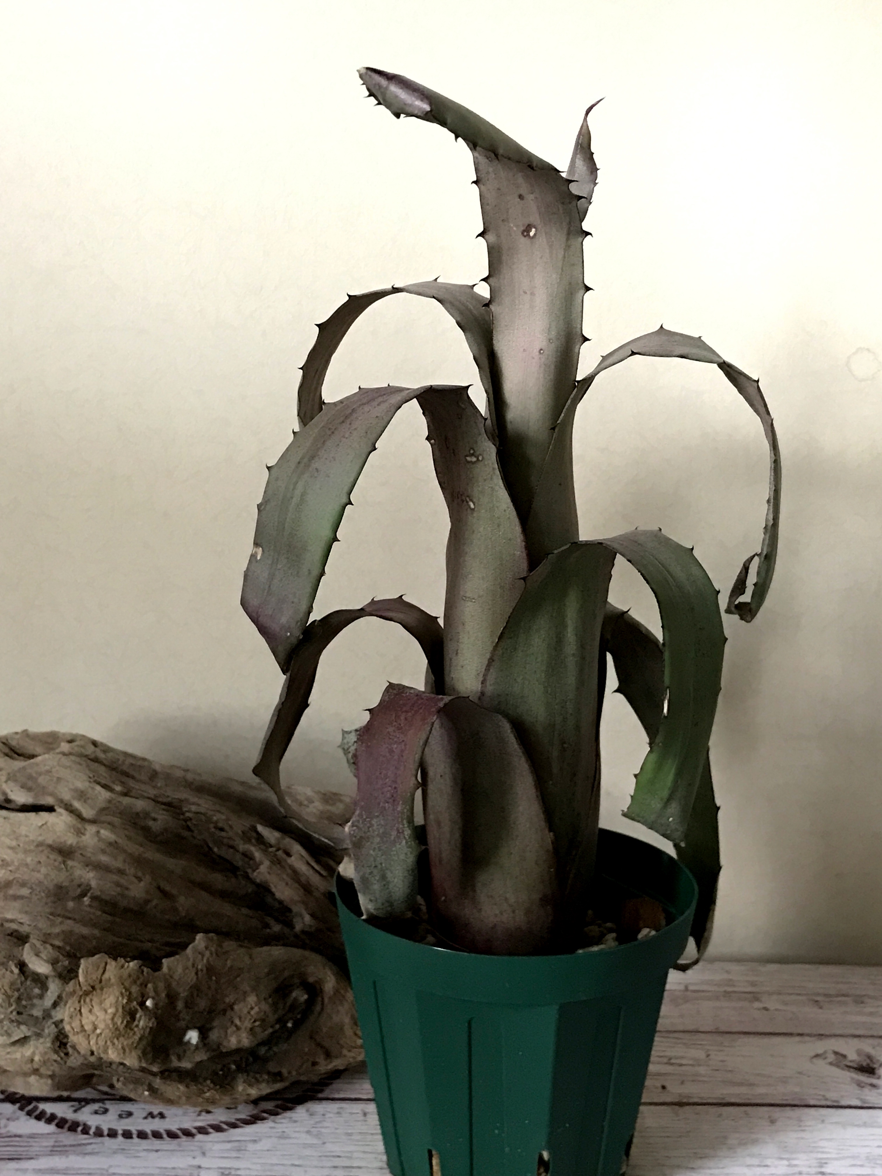 ホヘンベルギア・sp.レメ #2203 Hohenbergia sp.Leme #2203 タンク