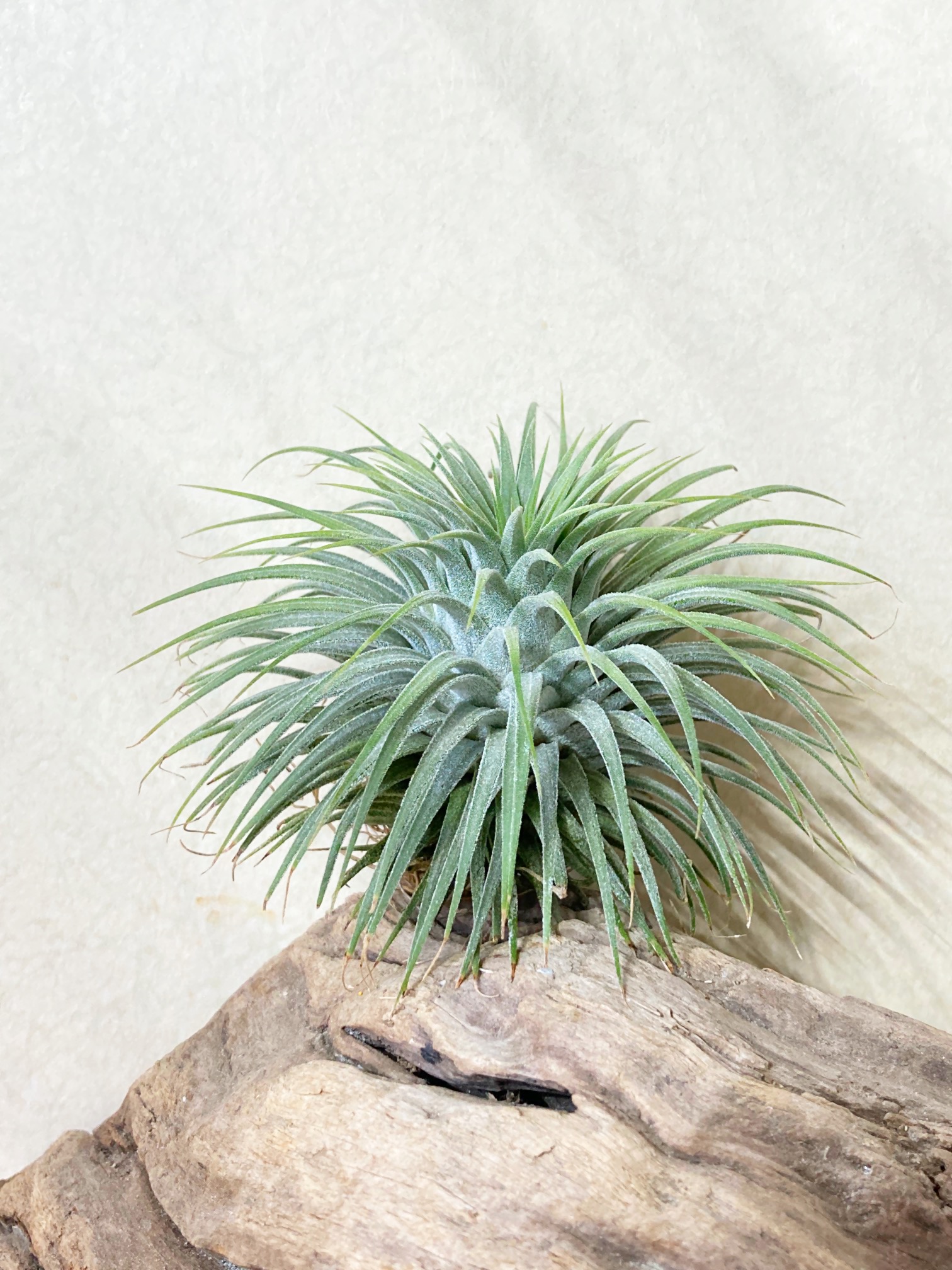 Frontier Plants】オンラインストア5月21日約40種類！の価格と画像を