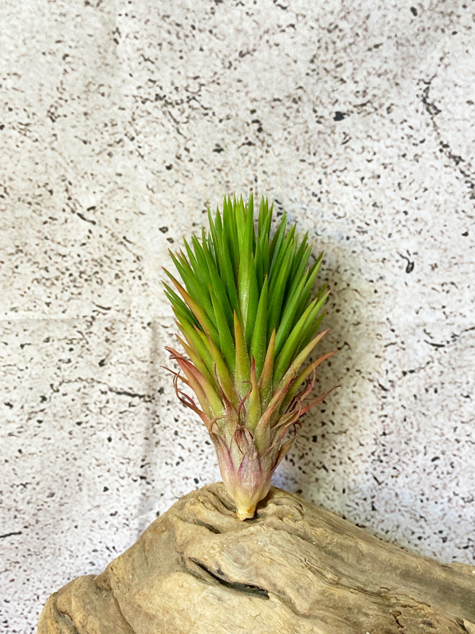 Frontier Plants】オンラインストア6月24日販売予定約20種類の価格と