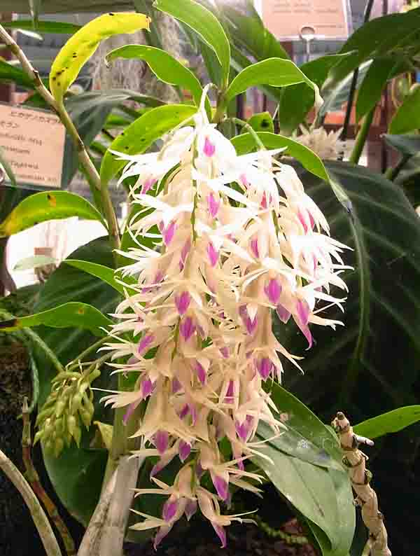 デンドロビウム・アメジストグロッスム -Dendrobium amethystoglossum-