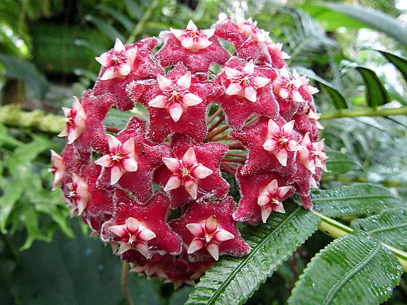 ホヤ・プビカリクス 'シルバーピンク'ｰHoya pubicalyx 'SilverPink'ｰ