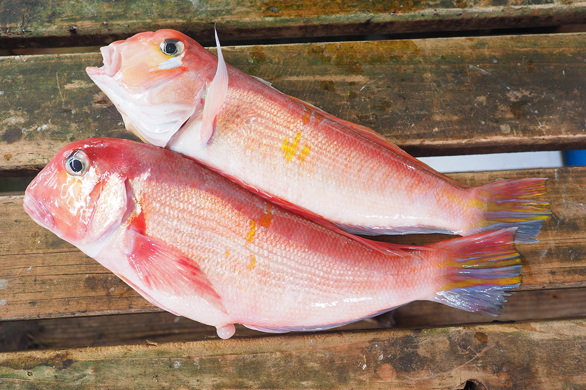 甘鯛 | 浜松市の居酒屋「魚魯魚魯（ぎろぎろ・GiroGiro）」