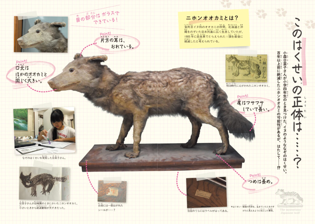 貴重なニホンオオカミの剥製を発見した小学生の自由研究が一冊の本に