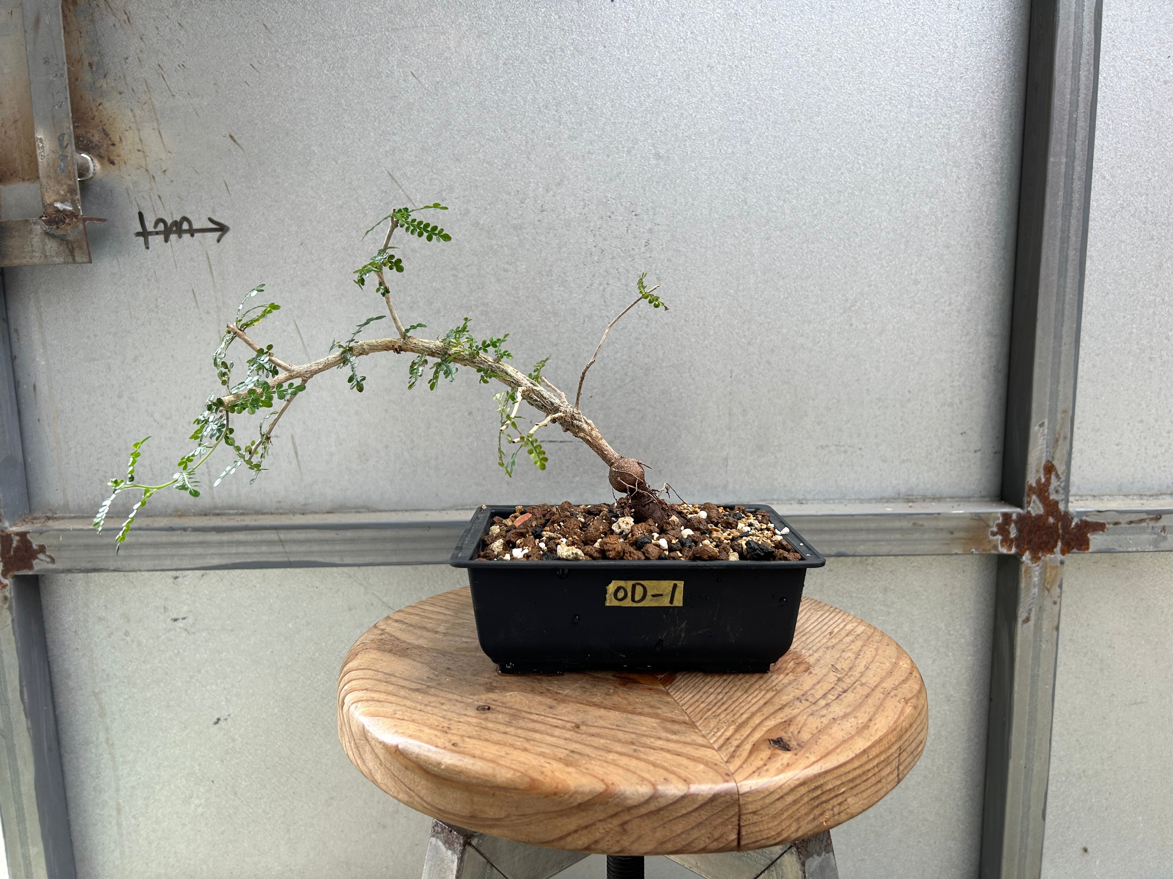 OD-1 オペルクリカリア・デカリー パワータンク – GOLDEN CAMPOS OKINAWA