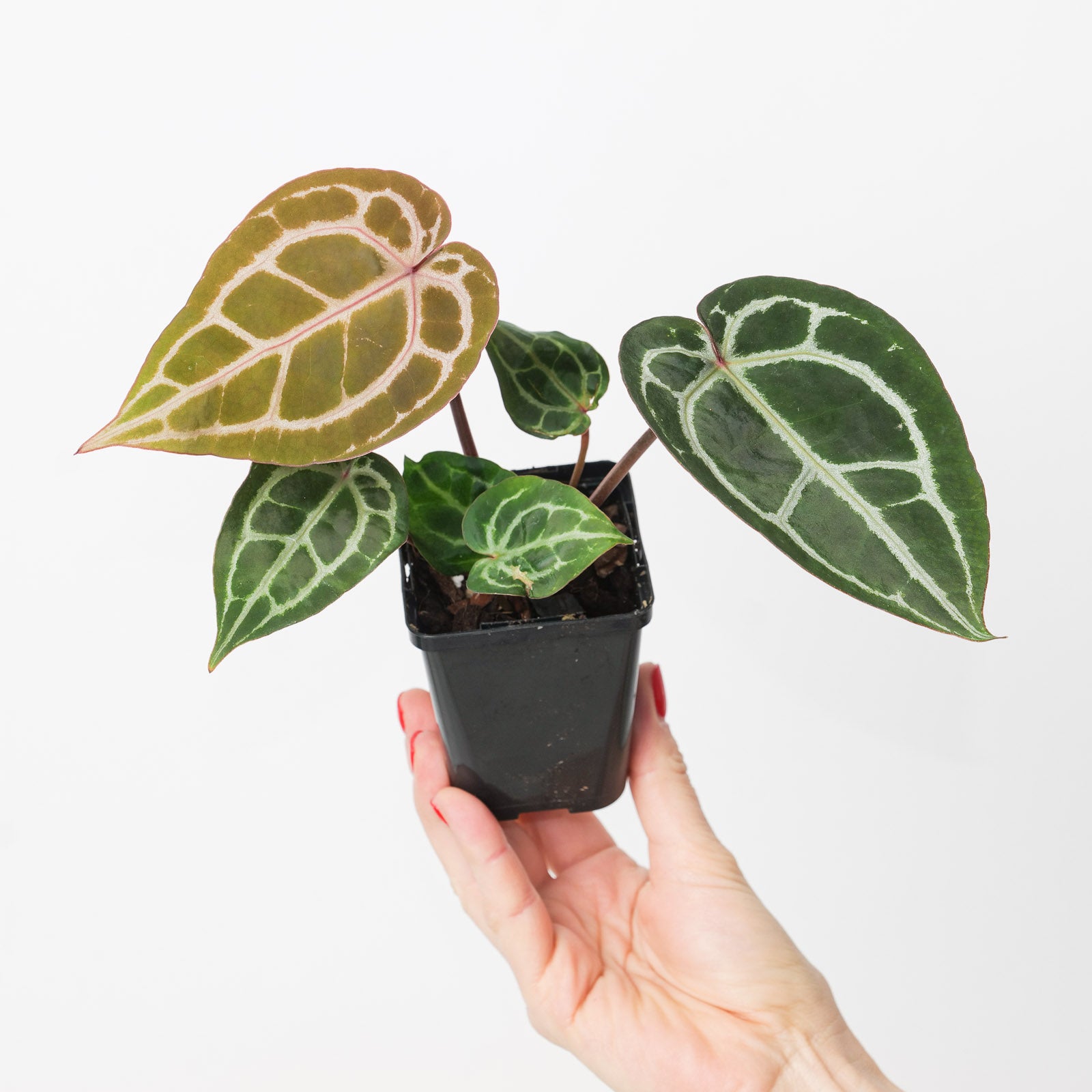 anthurium dream weaver✖️michelle Anthurium (dorayaki x