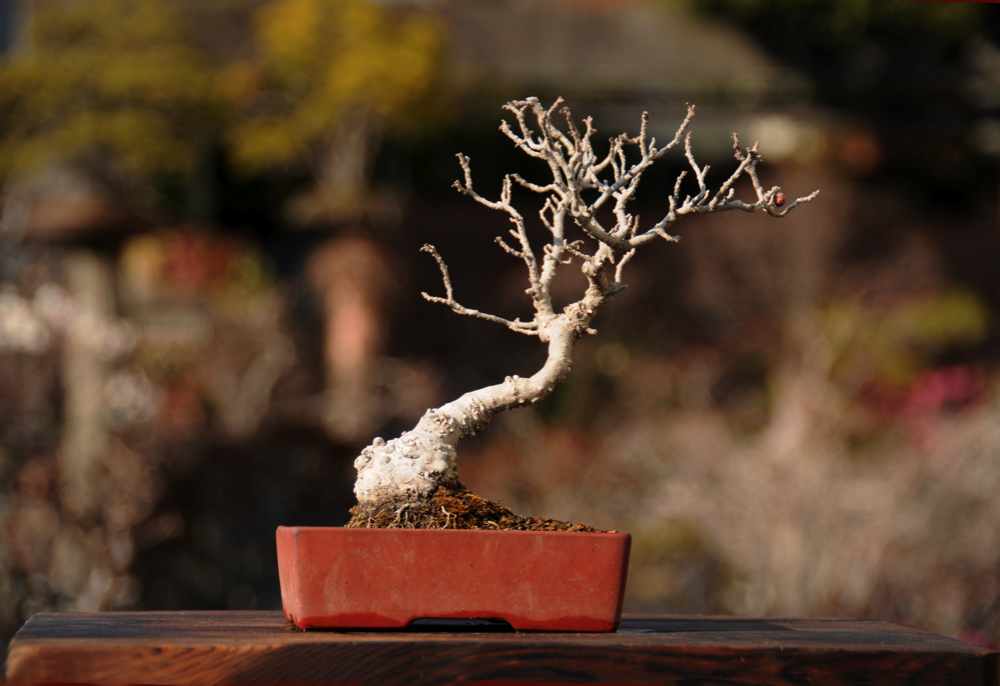 ウメモドキ liex serrata Japanese Winterberry: Bonsai Watcherの季節便り