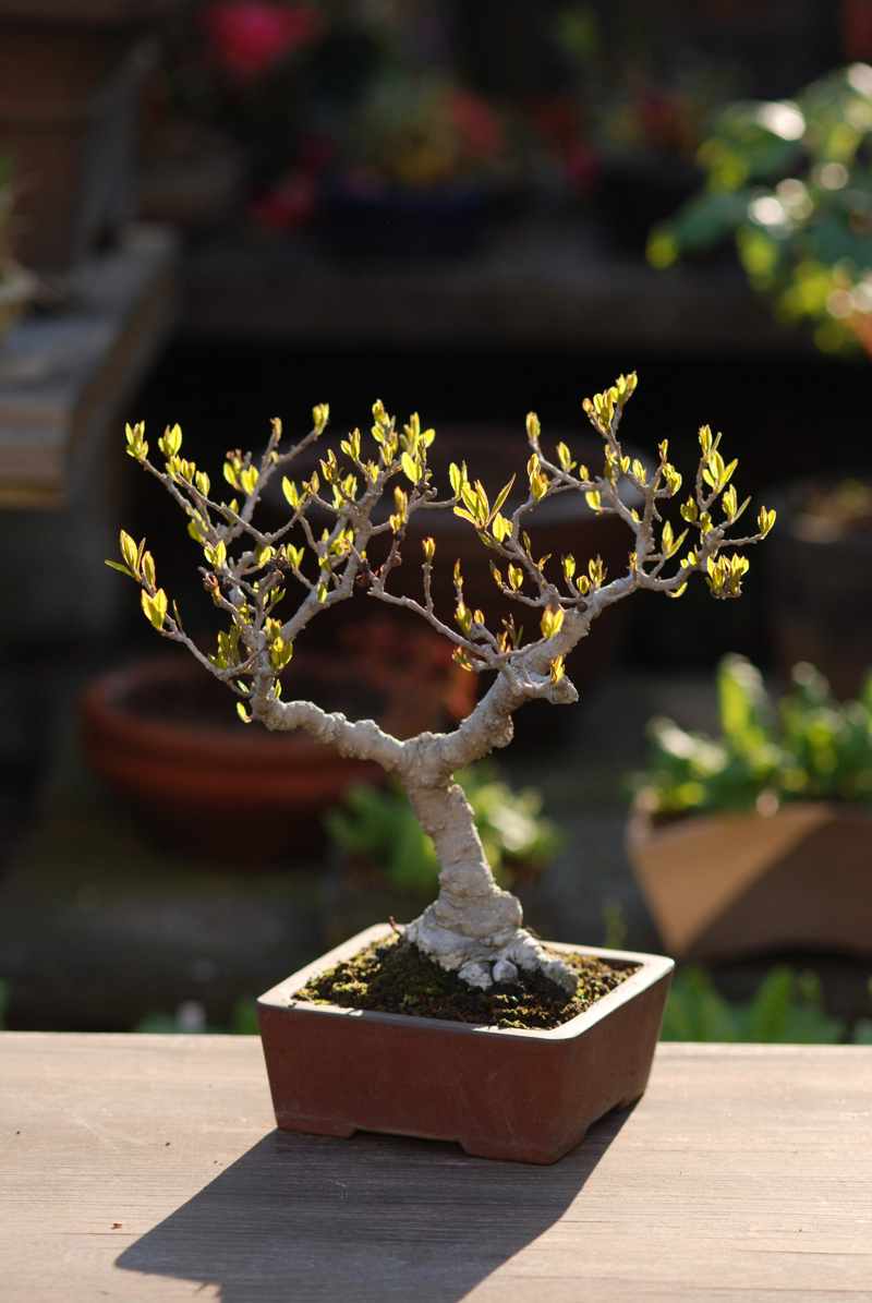 ウメモドキ liex serrata Japanese Winterberry: Bonsai Watcherの季節便り